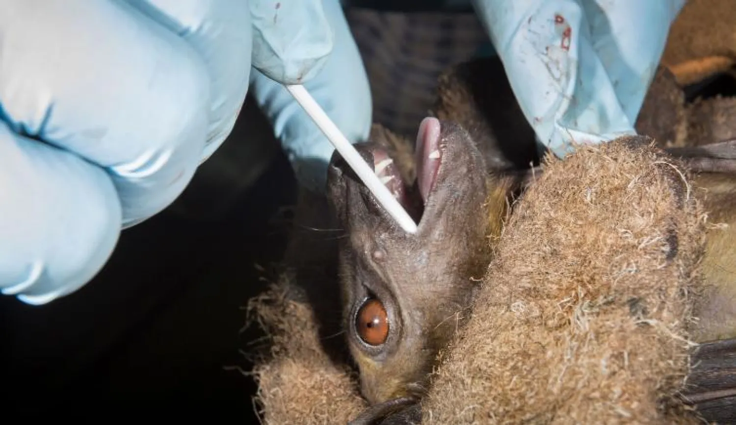 خفاش يخضع للفحص الطبي (سي إن إن)