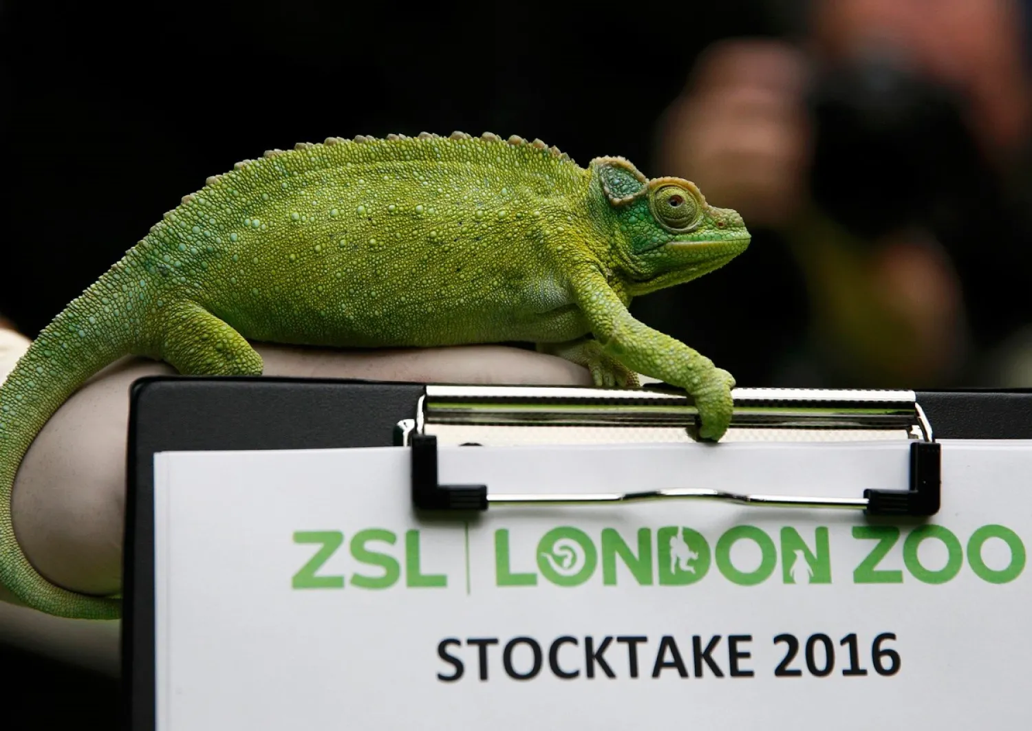 Keeper poses with a Jackson's chameleon during the stock take at London Zoo in London, Britain January 4, 2016. Reuters file photo