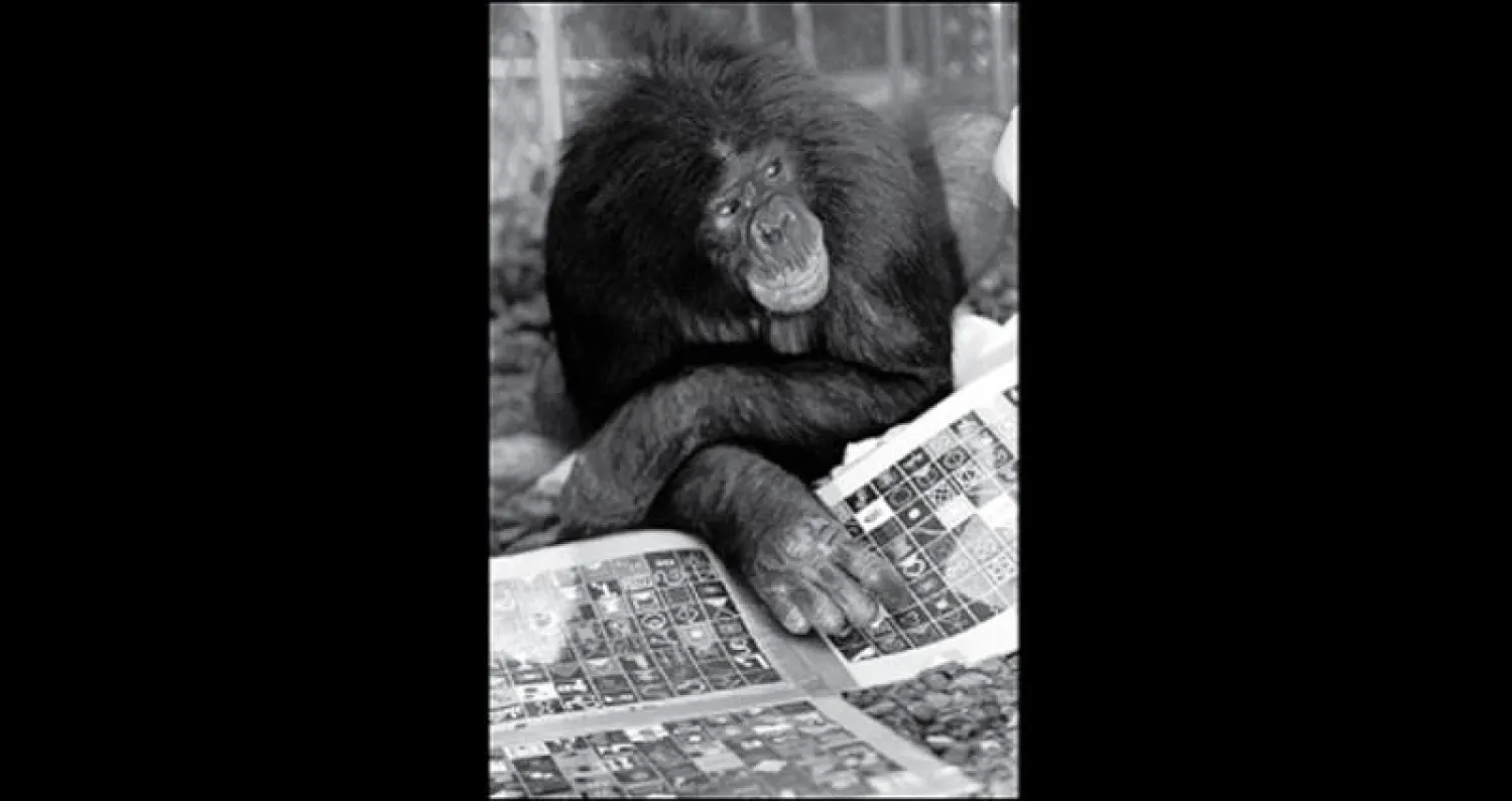 فهم الحيوانات للأرقام يدعم فرصها في البقاء