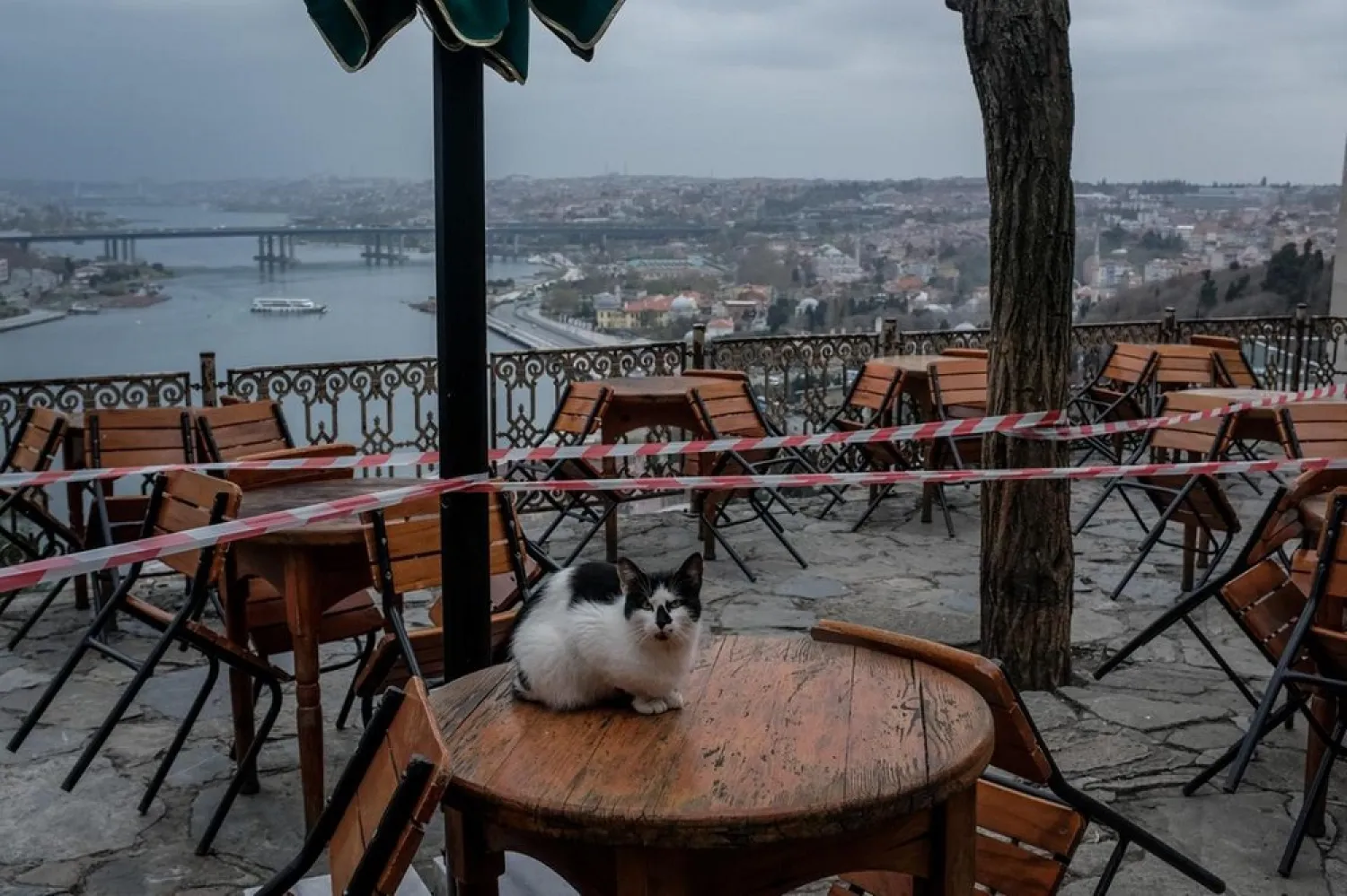 A street cat sits on a table sealed off from customers at Istanbul's famous Pierre Loti cafe in Istanbul, Turkey. (Getty Images)