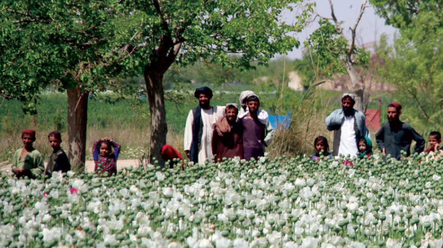 مزارعون أفغان يراقبون جنوداً خلال تدمير حقول مزروعة بنبتة الخشخاش التي يُستخرج منها الهيروين في «ناد علي» بولاية هلمند جنوب أفغانستان أمس (إ.ب.أ)