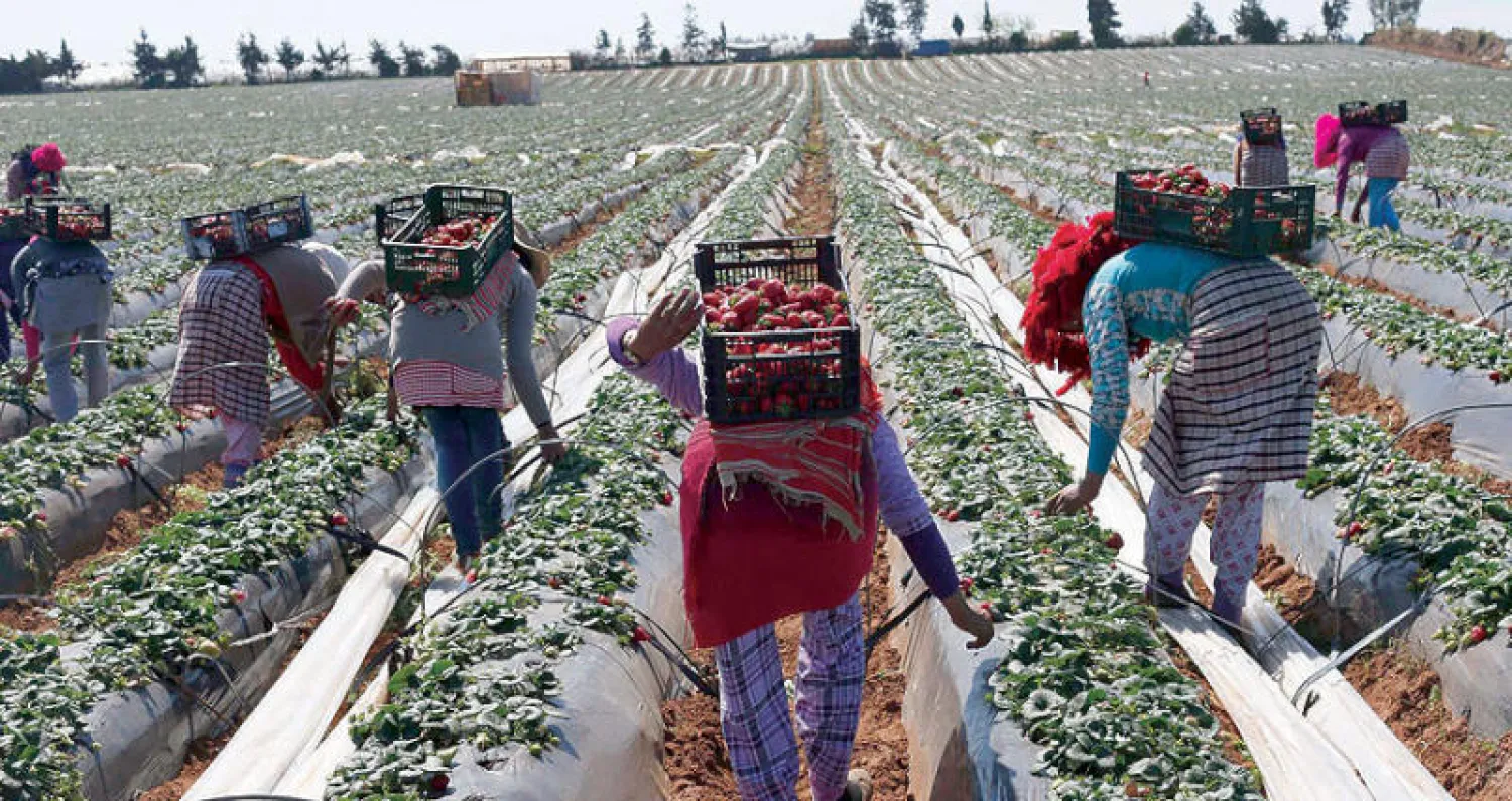 النشاط والإنتاج الفلاحي مستمران بشكل عادي رغم تداعيات مكافحة «كورونا» (رويترز)