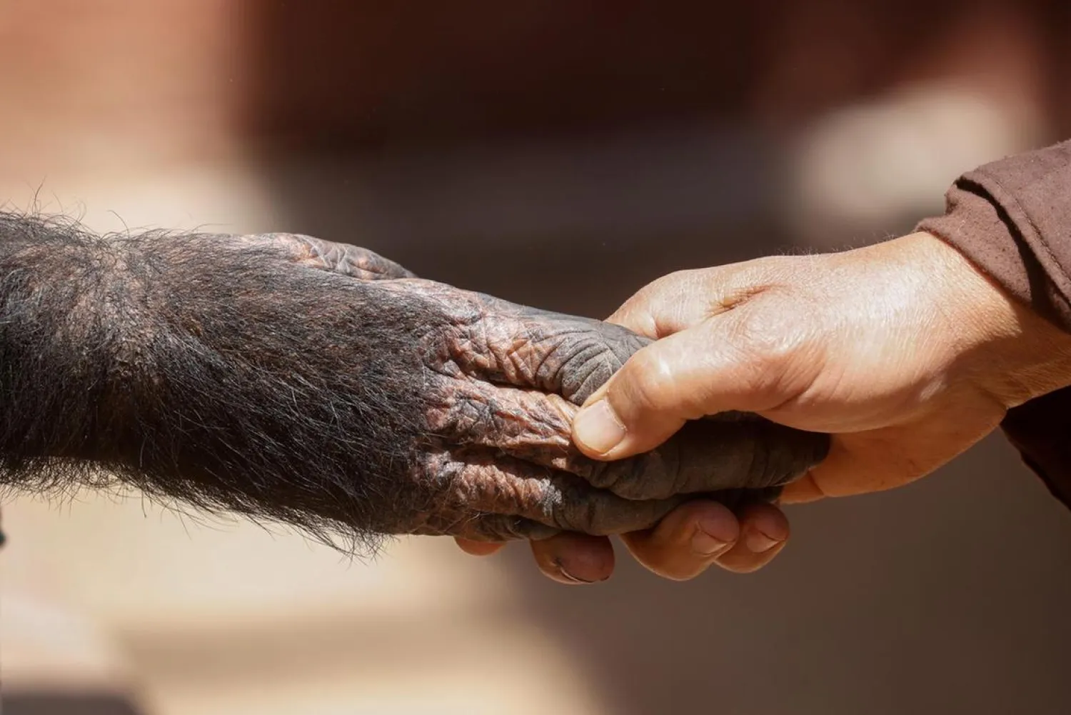 Giza Zoo keeper touches the hand of a chimpanzee as she reaches through the bars after the zoo was closed to help prevent the spread of coronavirus on the outskirts of Cairo, Egypt April 2, 2020. (Reuters)