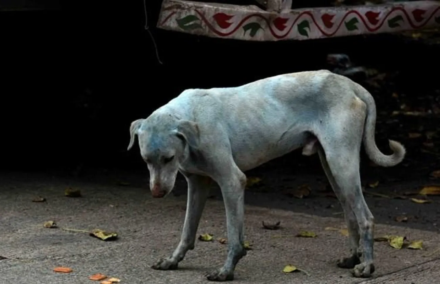 خوف غير مبرّر في لبنان من الكلاب الشاردة (أرشيف - أ.ف.ب)