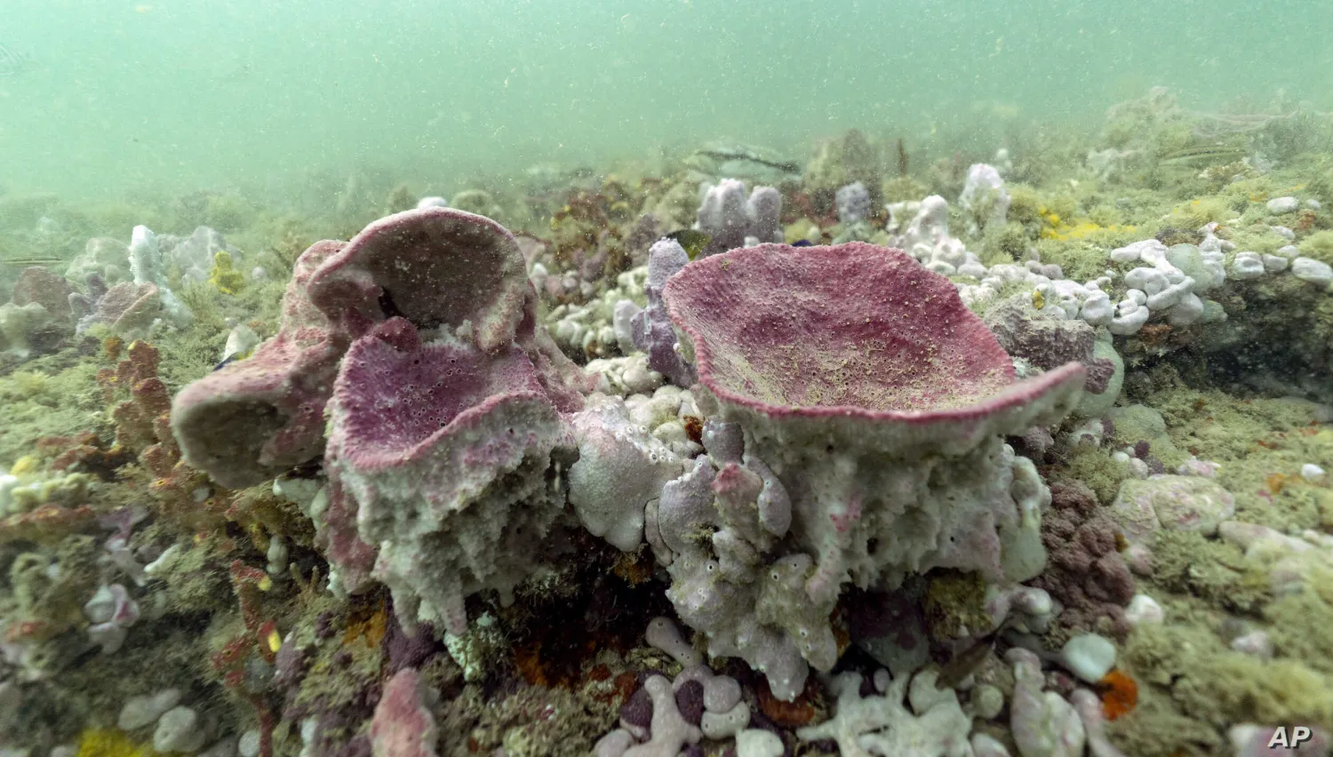 Purple vase sponges are shown in this underwater photograph
taken while scuba diving at Gray's Reef National Marine Sanctuary,
Oct. 28, 2019, off the coast of Savannah, Ga. AP.