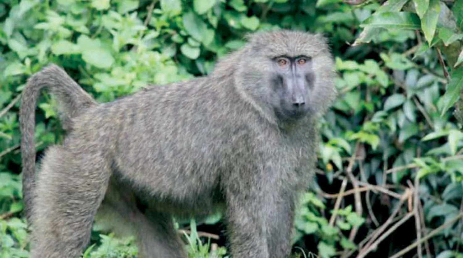 قرد بابون زيتوني