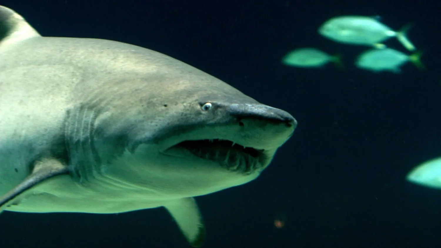 A file image of a sandbar shark is pictured. (REUTERS/Paul Hanna PH/MA)