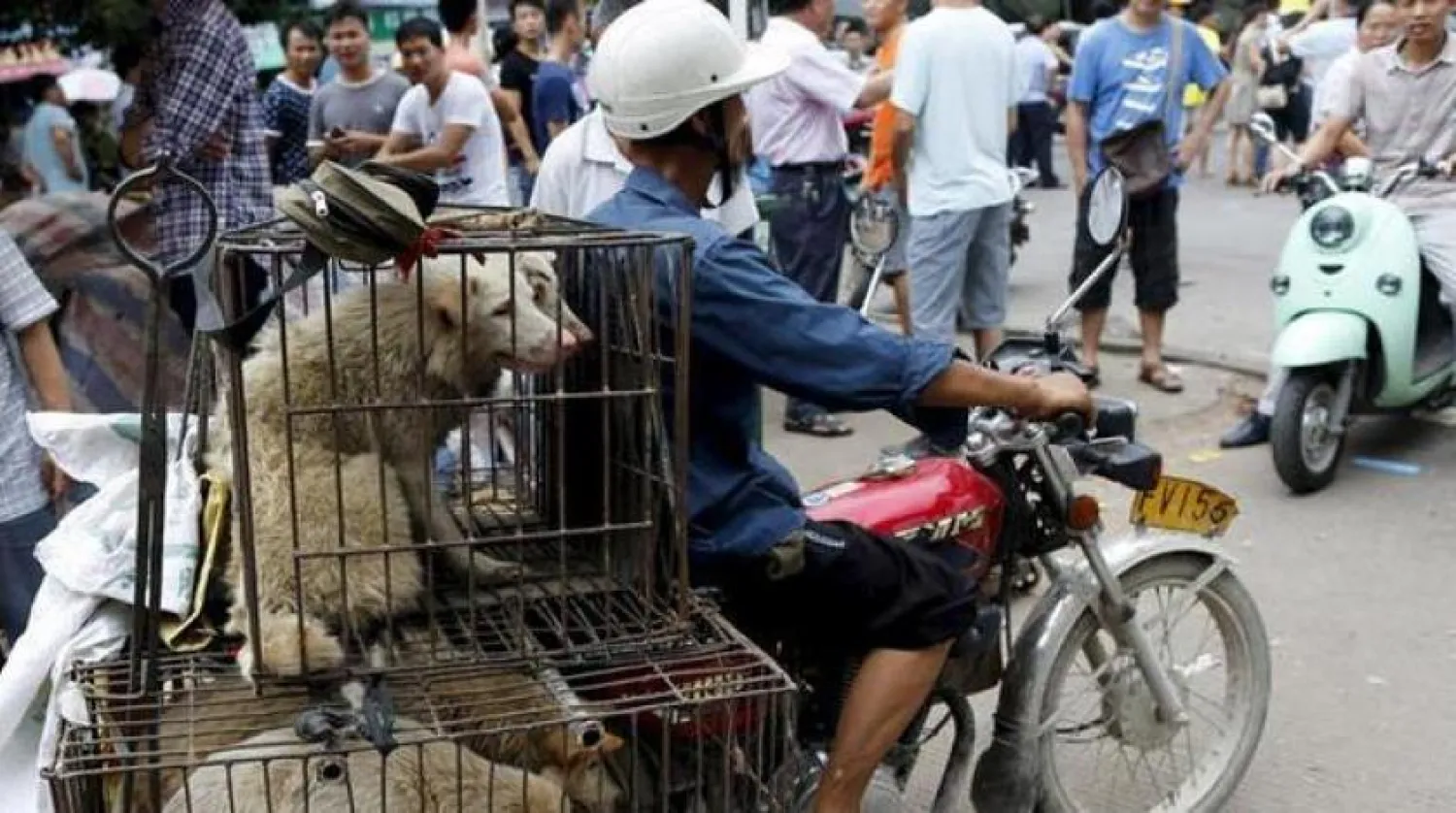 Çin'de yılda 10 milyon köpek, yemek için öldürülüyor. (Reuters)