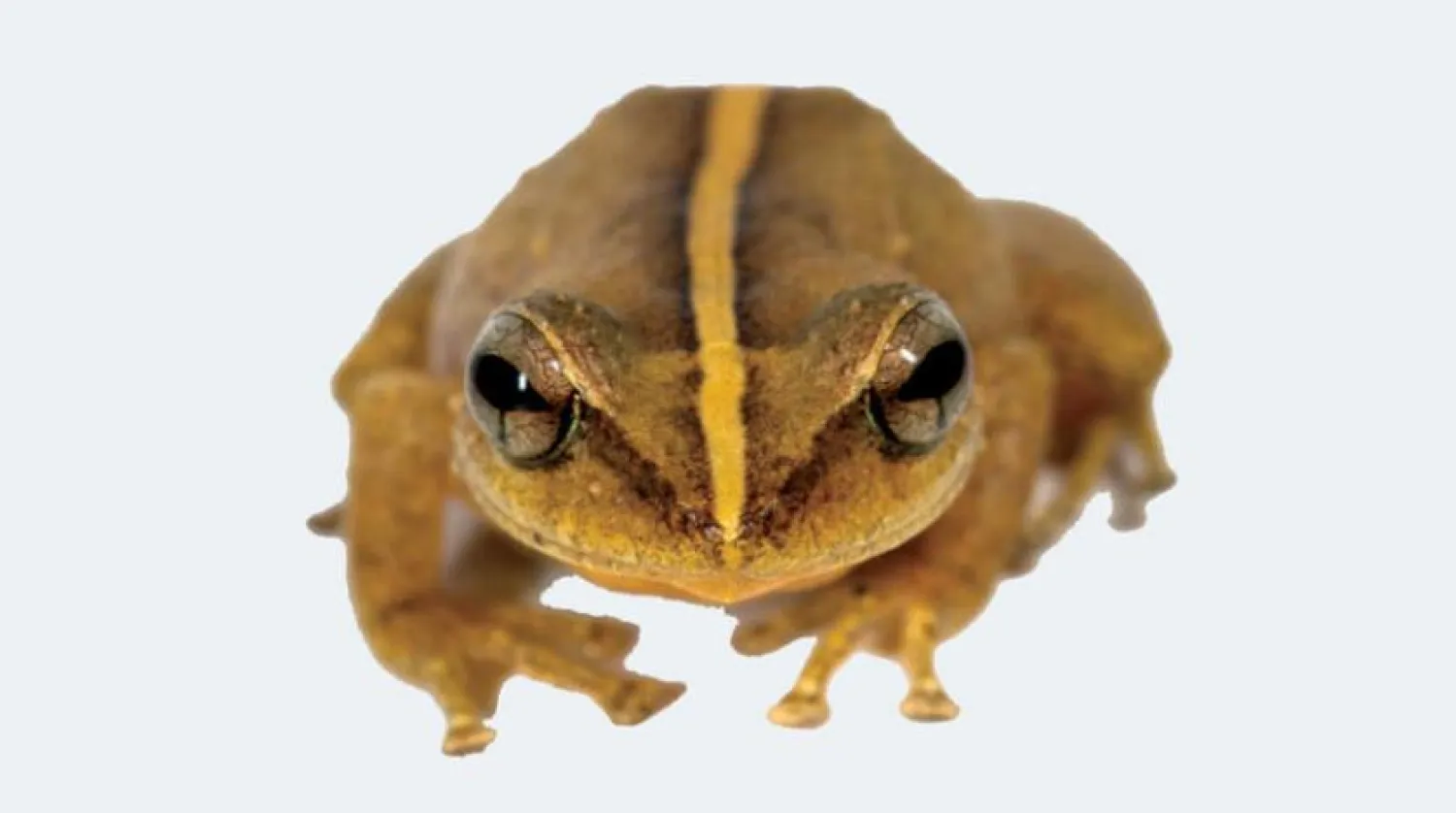 29 Million-Year-Old Coquí Fossil Discovered in Puerto Rico