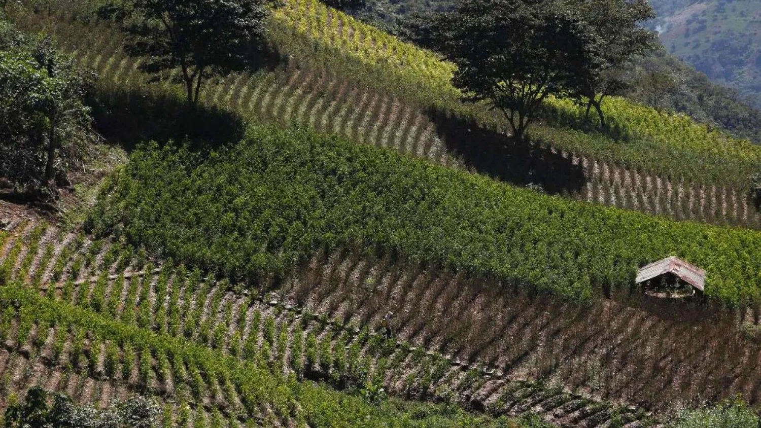 This June 7, 2015 file photo shows a coca farm in Huancane, Bolivia. (AP Photo/Juan Karita, File) 