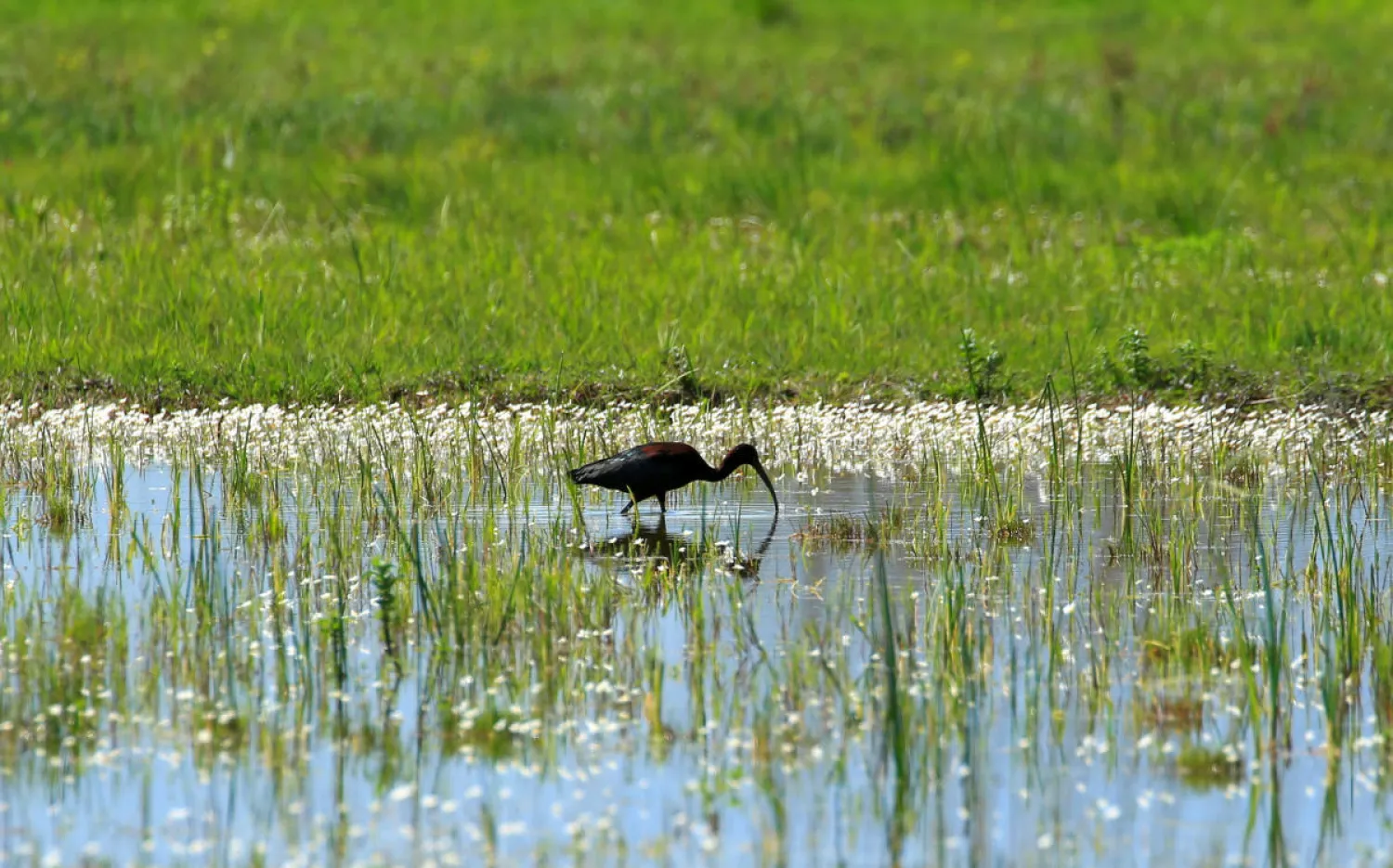 A Glossy ibis is pictured in Ammiq Wetland, in Lebanon’s eastern Bekaa valley, Lebanon April 14, 2020. (Reuters)