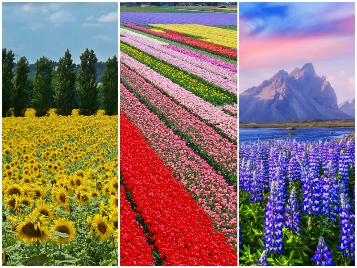  From left to right: sunflowers in Tuscany, tulips in Amsterdam,
and lupines in Iceland. Christopher Salerno/Shutterstock,
amsterdamned/iStock, Smit/Shutterstock