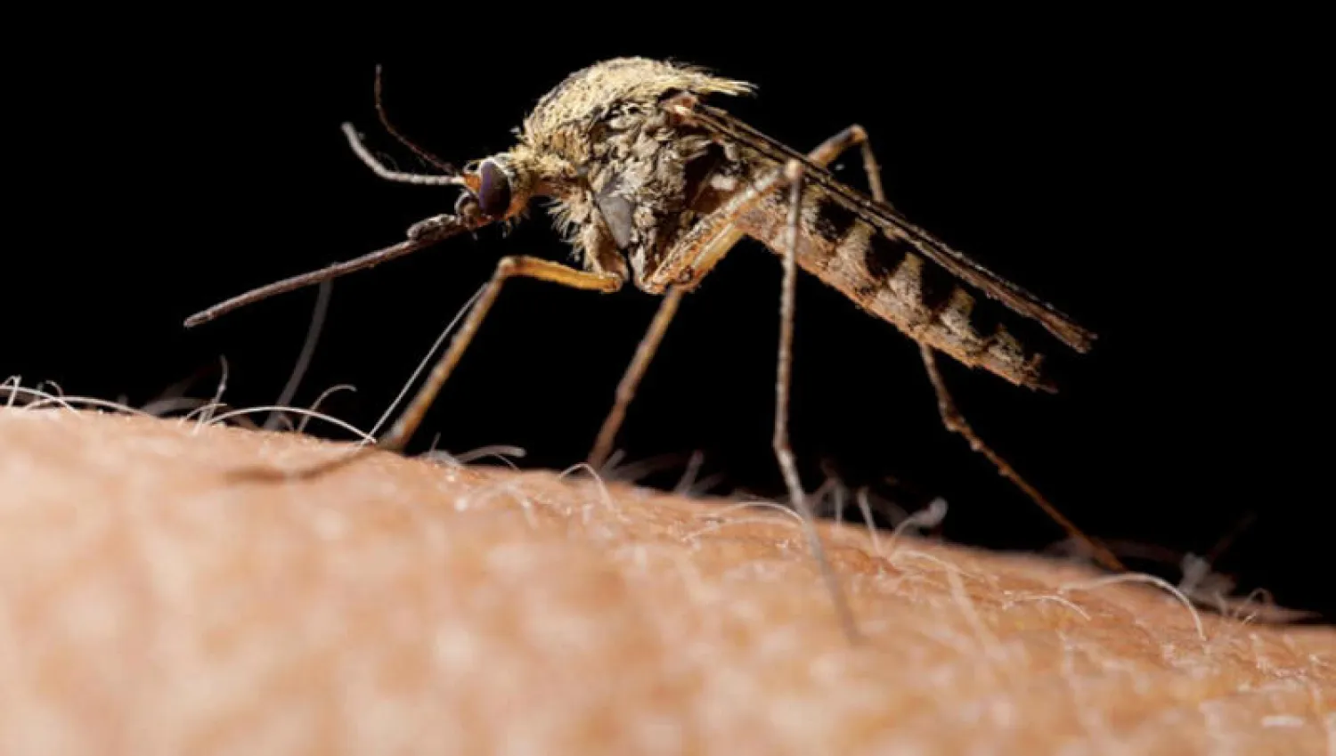 منظومة إلكترونية للتعرف على البعوض الناقل للأمراض