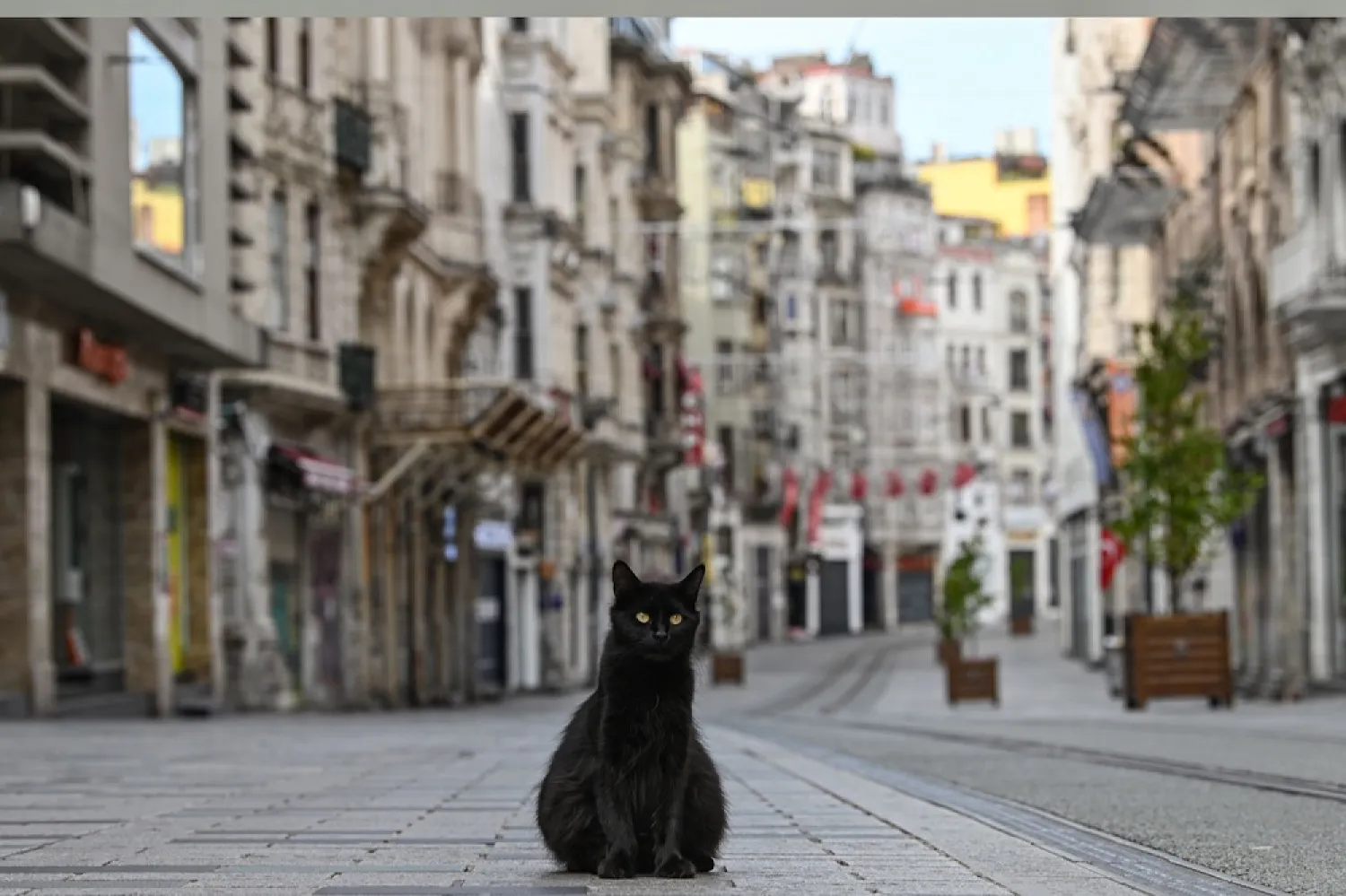 A stray cat on an empty Istiklal Caddesi, the main shopping center of Istanbul, on April 19, as the Turkish government announced a two-day curfew to prevent the spread of COVID-19. (AFP)