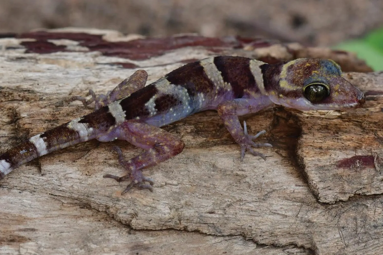 Kamboçya'da bulunan yeni Cyrtodactylus phnomchiensis türü (Thy Neang)