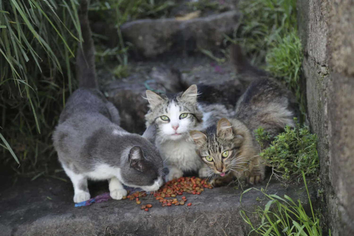 قطط ضالة تأكل الطعام الذي تقدمه لها بلدية كيتو في الإكوادور (أ.ب)