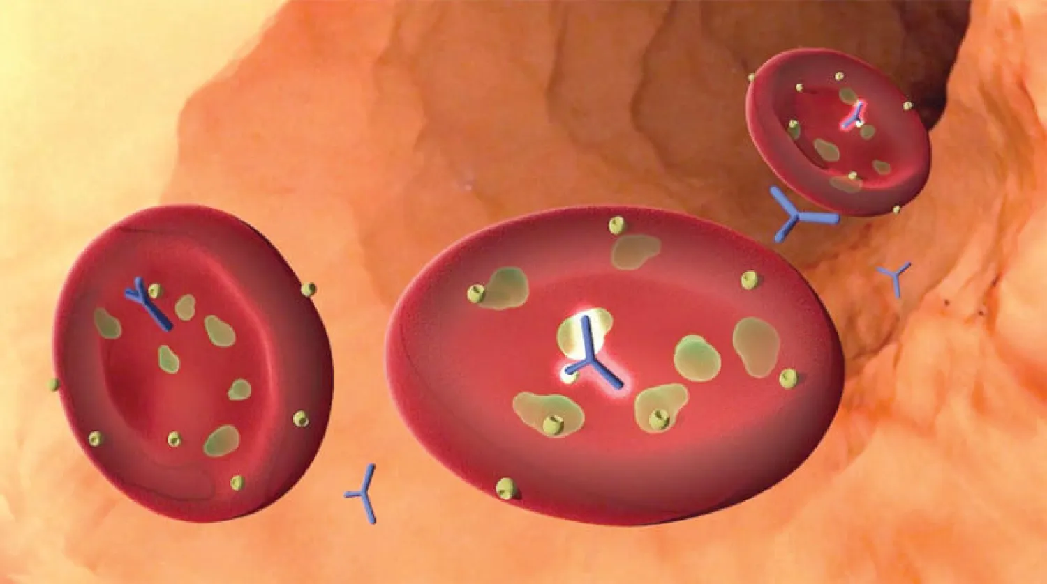 أجسام مضادة طبيعية ضد الملاريا