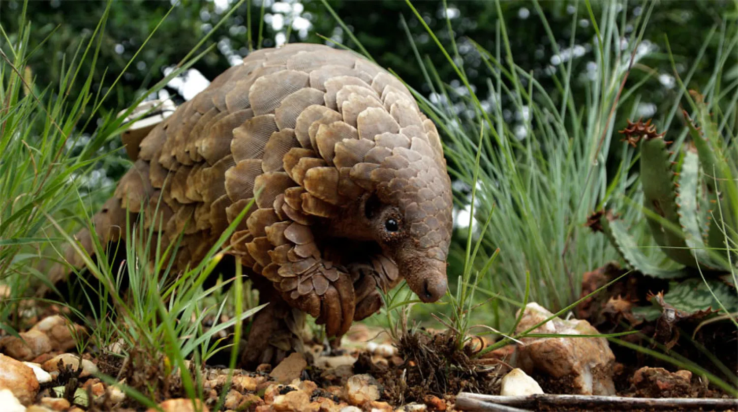 تزايد حالات «كوفيد ‏‏ـ 19» بين ‏الحيوانات ظاهرة ‏‏«متوقعة»‏