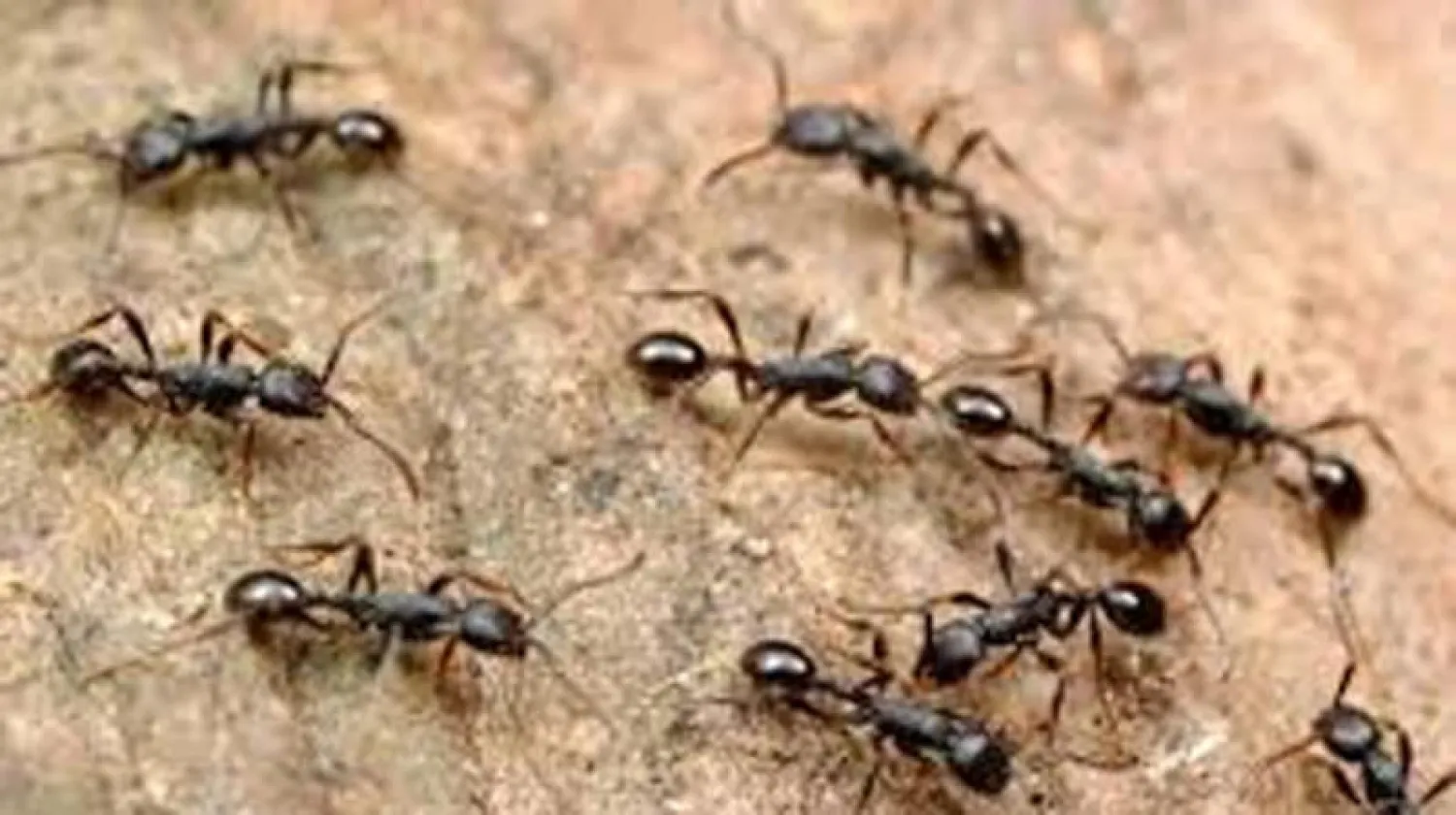 تراجع في أعداد النمل والنحل والفراشات... لكن البعوض في تزايد