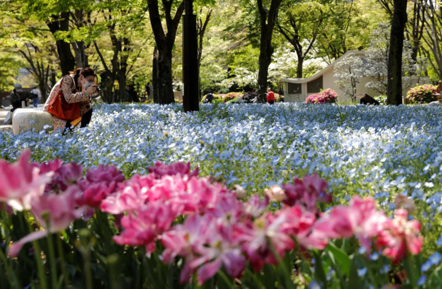 يابانية تضع كمّامة تصوّر الزهور المتفتحة في حديقة عامة بطوكيو (رويترز)