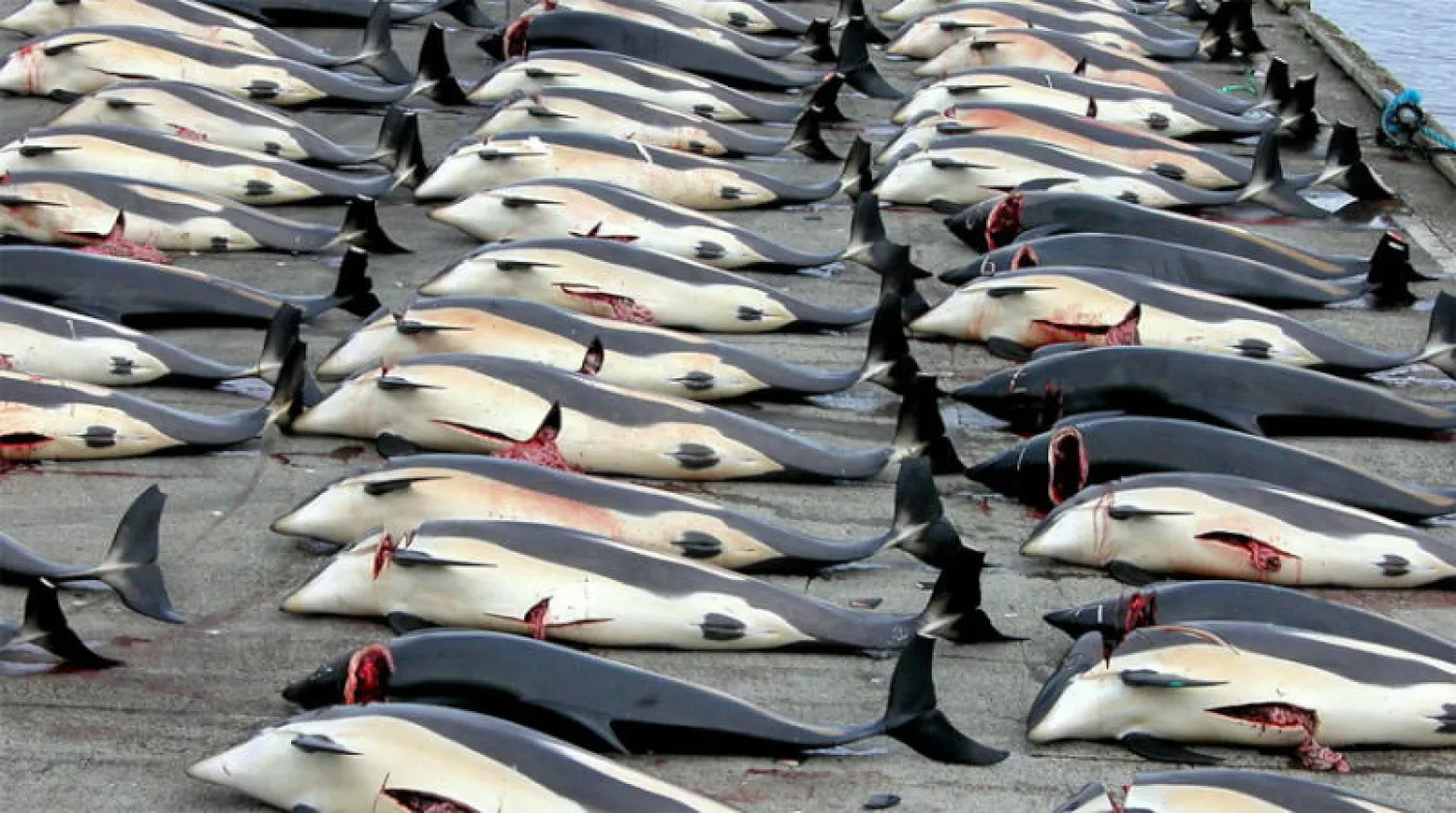 إلغاء صيد الحيتان في آيسلندا