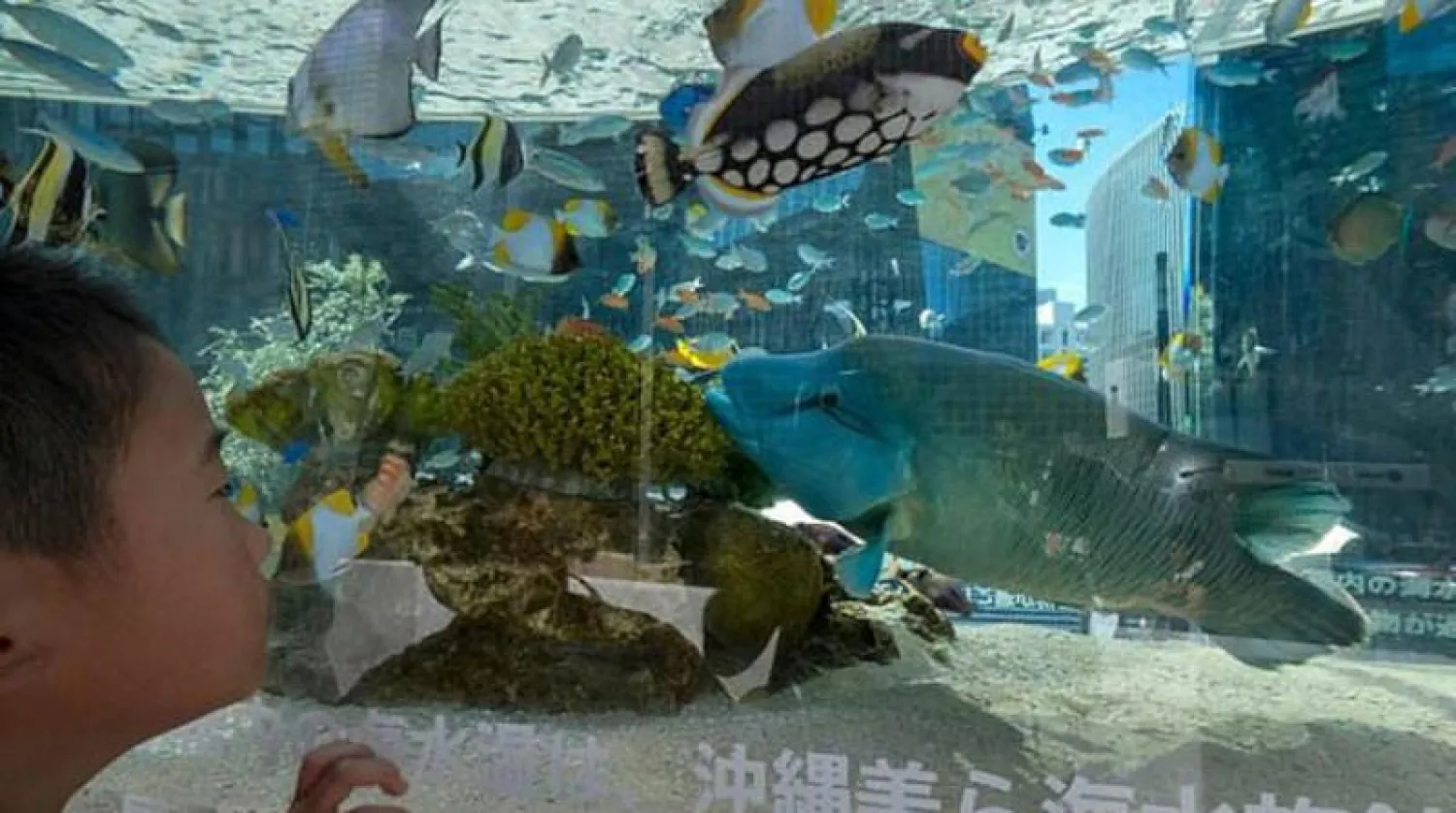 حوض مائي يدعو العامة إلى التحدث مع أسماكه عبر الفيديو