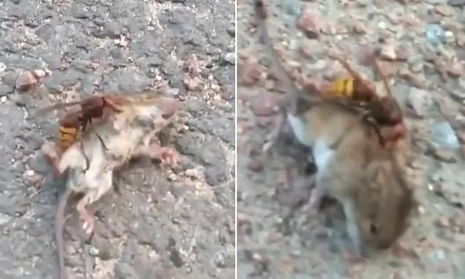 لقطتان تظهران الدبور وهو يلدغ الفأر حتى الموت (ديلي ميل)