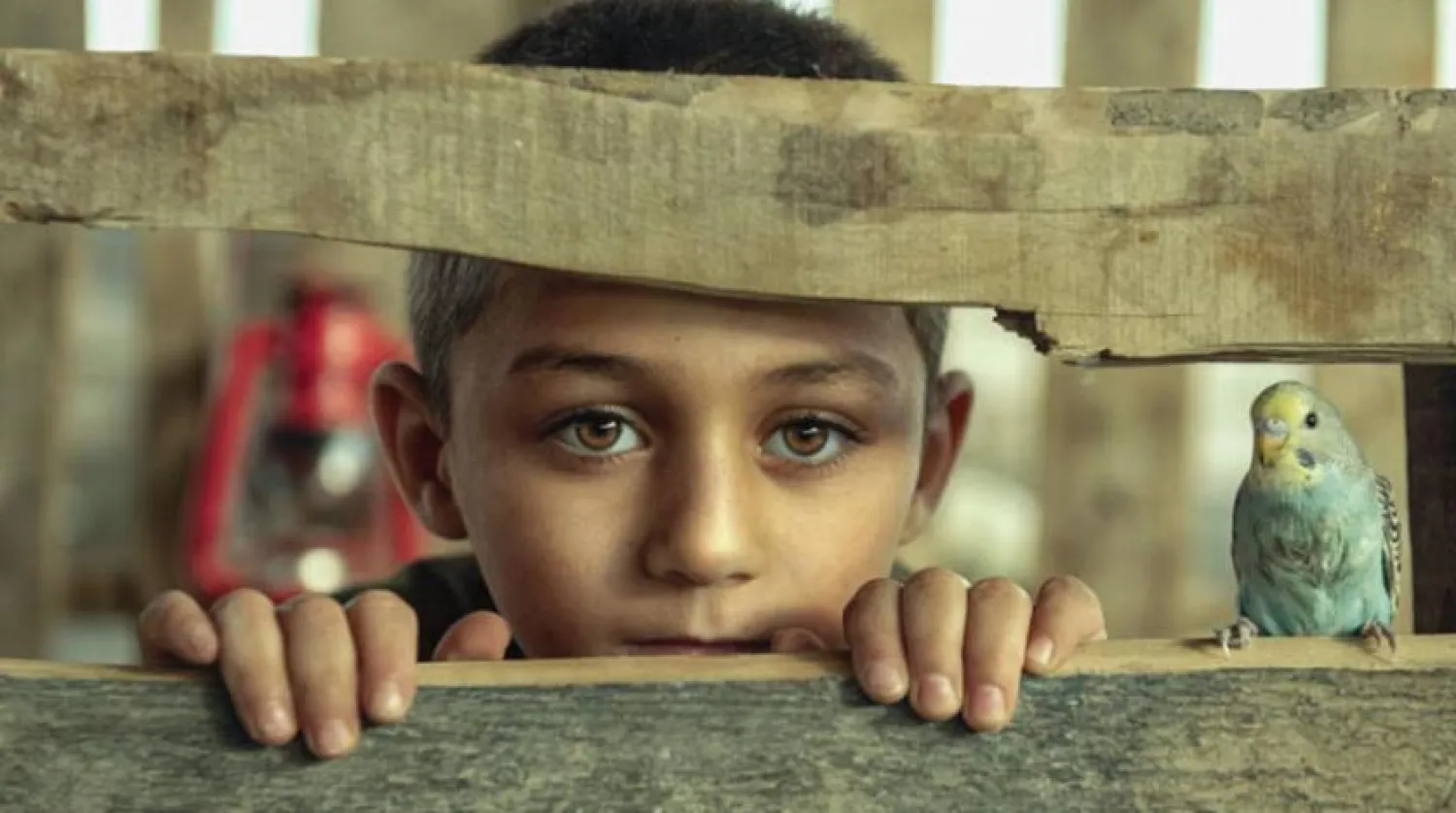 Ahmed Lazem'in serçe isimli fotoğrafı