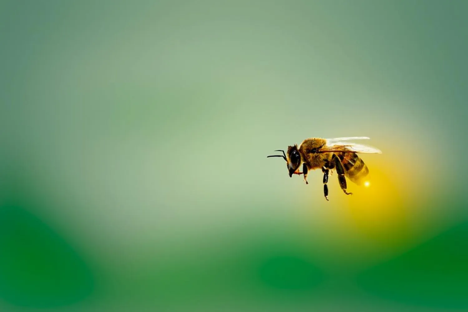 Kap bal arlarının eşeysiz üremesinde etkili genin tespit edilmesi pek çok alandaki araştırmalara katlı sağlayabilir (Pixabay)