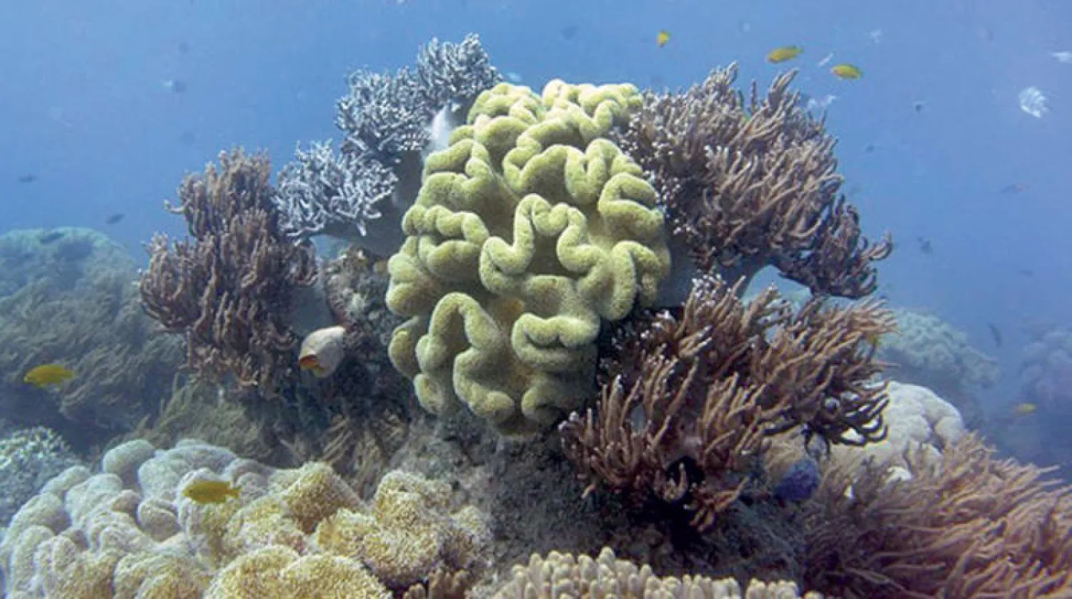 مكافحة تبيض المرجان المميت