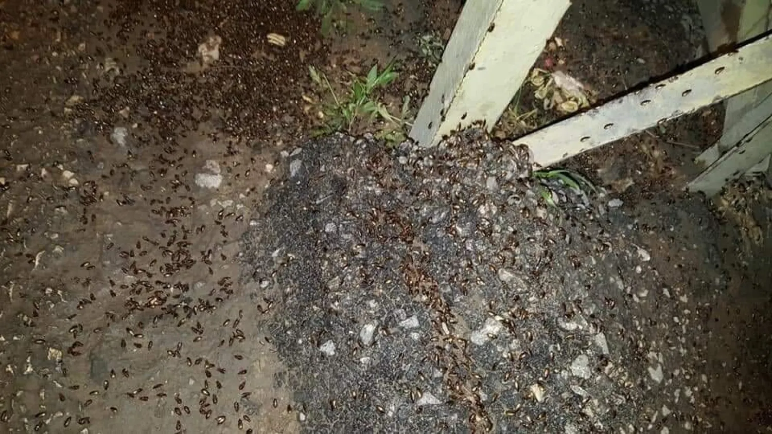 Lübnan'ı çekirgeler ve hamam böcekleri bastı