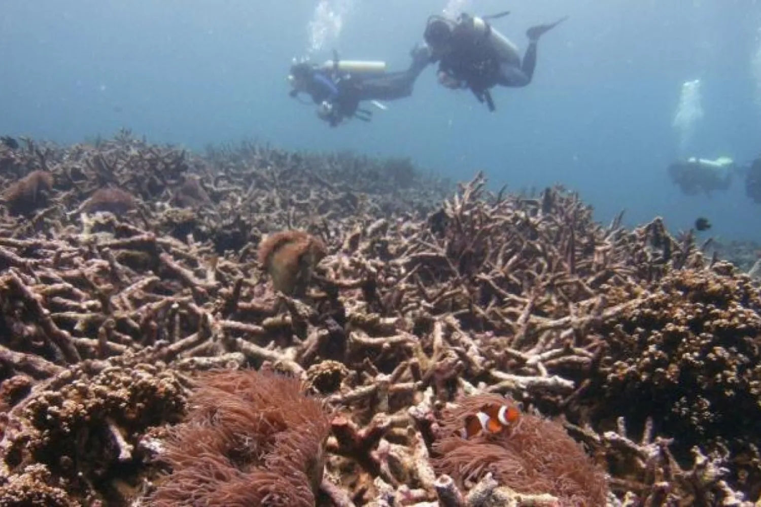 Divers above a coral bed in the South China Sea. Photo: Reuters