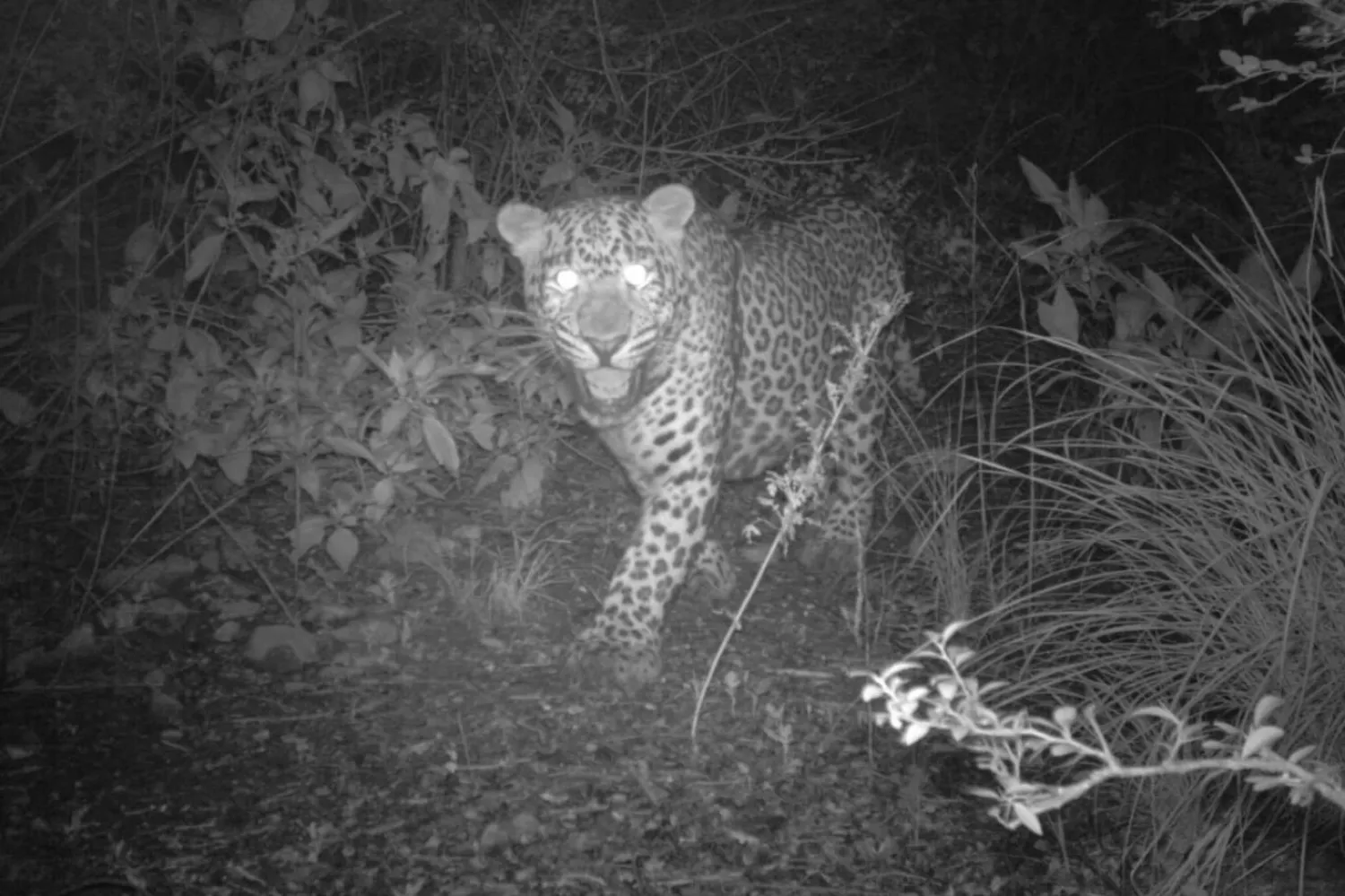 Bu leoparın fotoğrafı, ay başında Margalla Tepeleri Ulusal Parkı’nda çekildi  (WWF Pakistan-IWMB)

