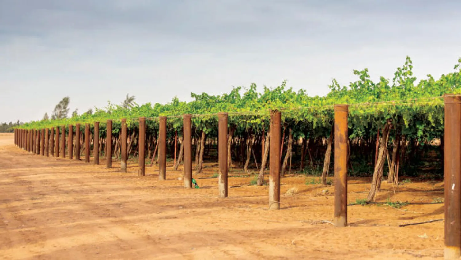 مطالب بأهمية تكثيف الجهود الحكومية التسويقية للإنتاج الزراعي في السعودية (الشرق الأوسط)