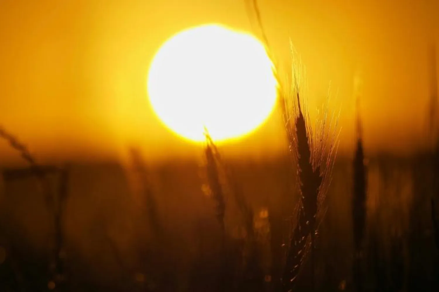 Several statistical studies have shown a slight correlation between climate and the novel coronavirus -- the hotter and more humid it is, the less likely the virus is to spread -- but the findings remain preliminary | AFP