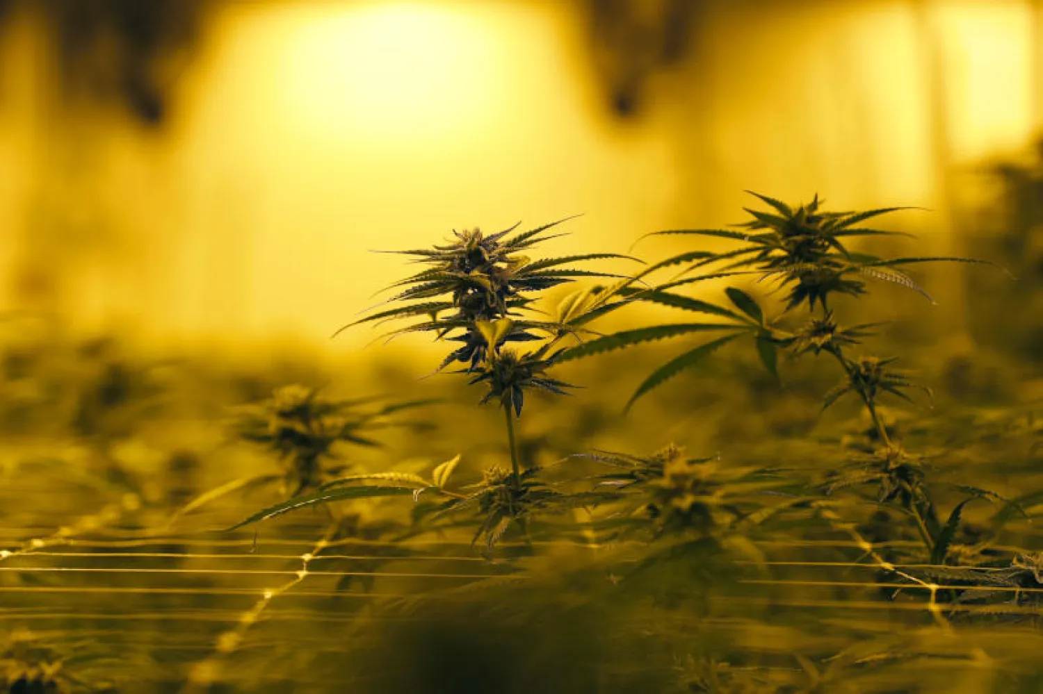 نبات القنب الذي تصنع منه الماريغوانا (أ.ب)
