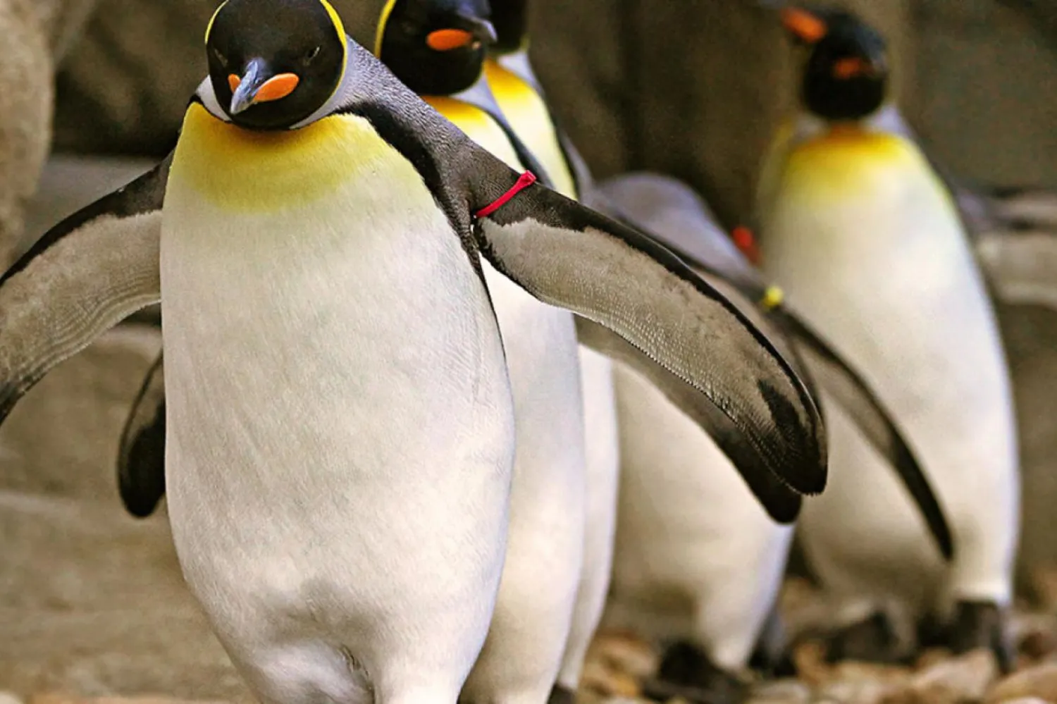Kral penguenlerin doğal ortamlarındaki ömürleri 26 yıldır (AFP)