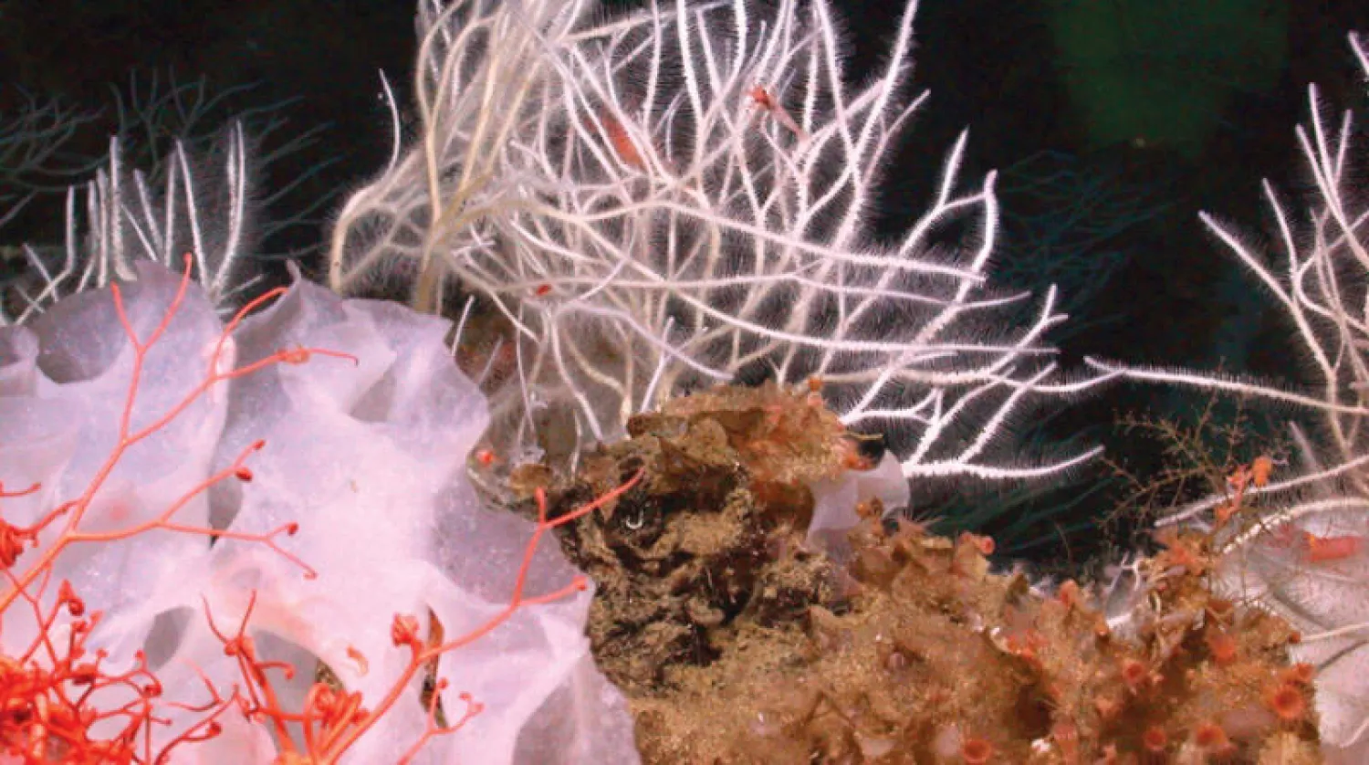 نوعان جديدان من الإسفنجيات