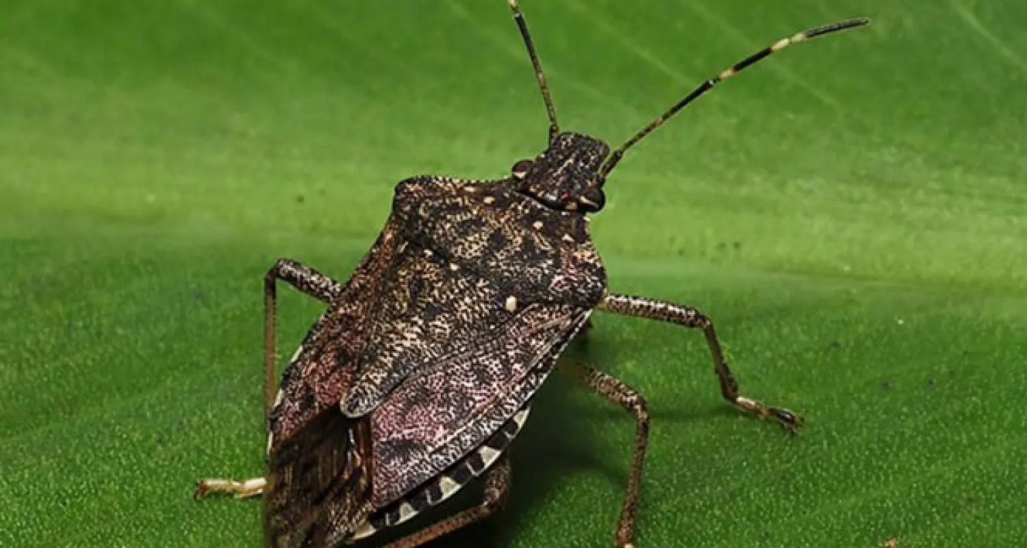 Böceklerden koronavirüs geçer mi?