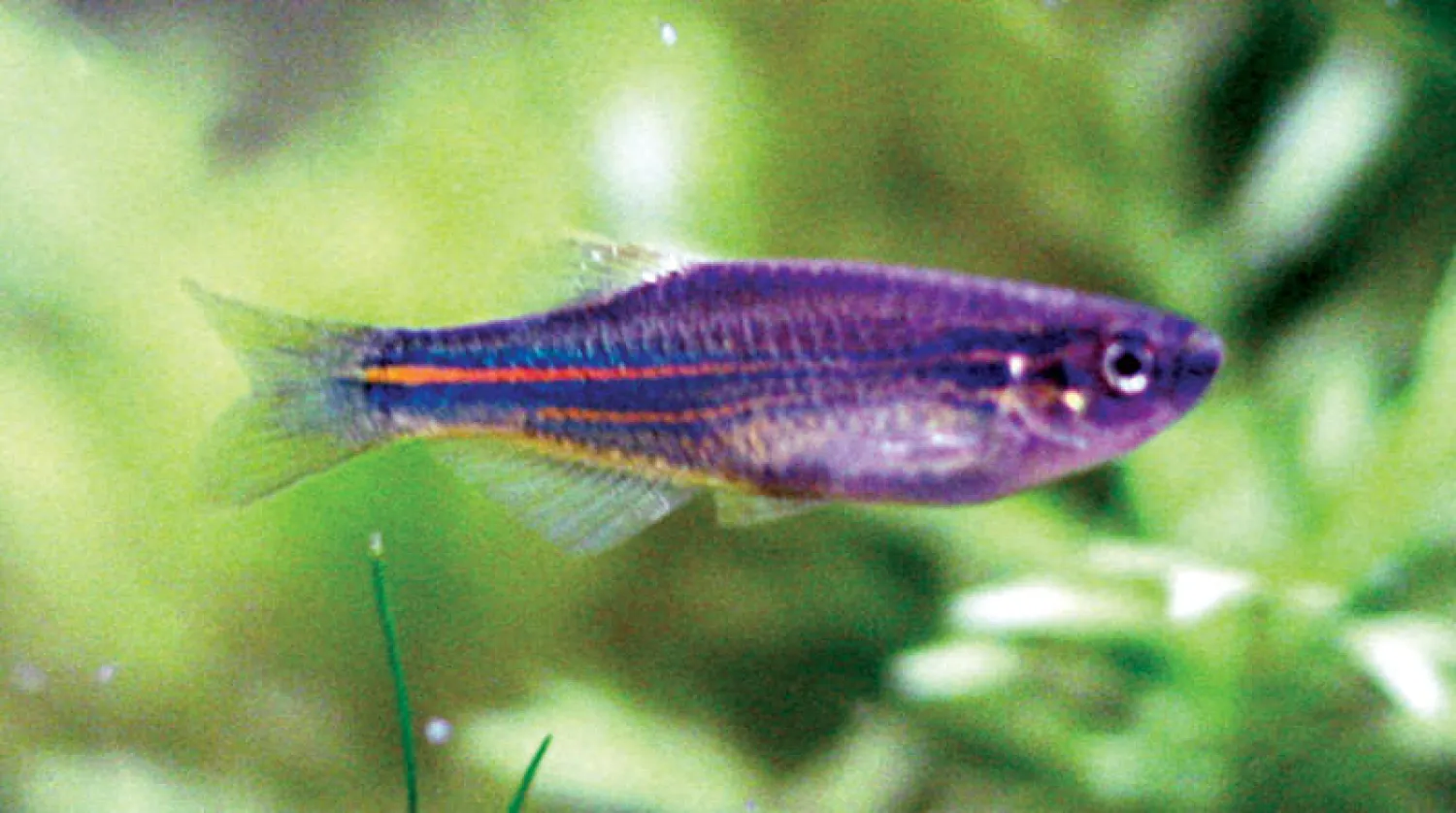 سمكة دانيو المخططة