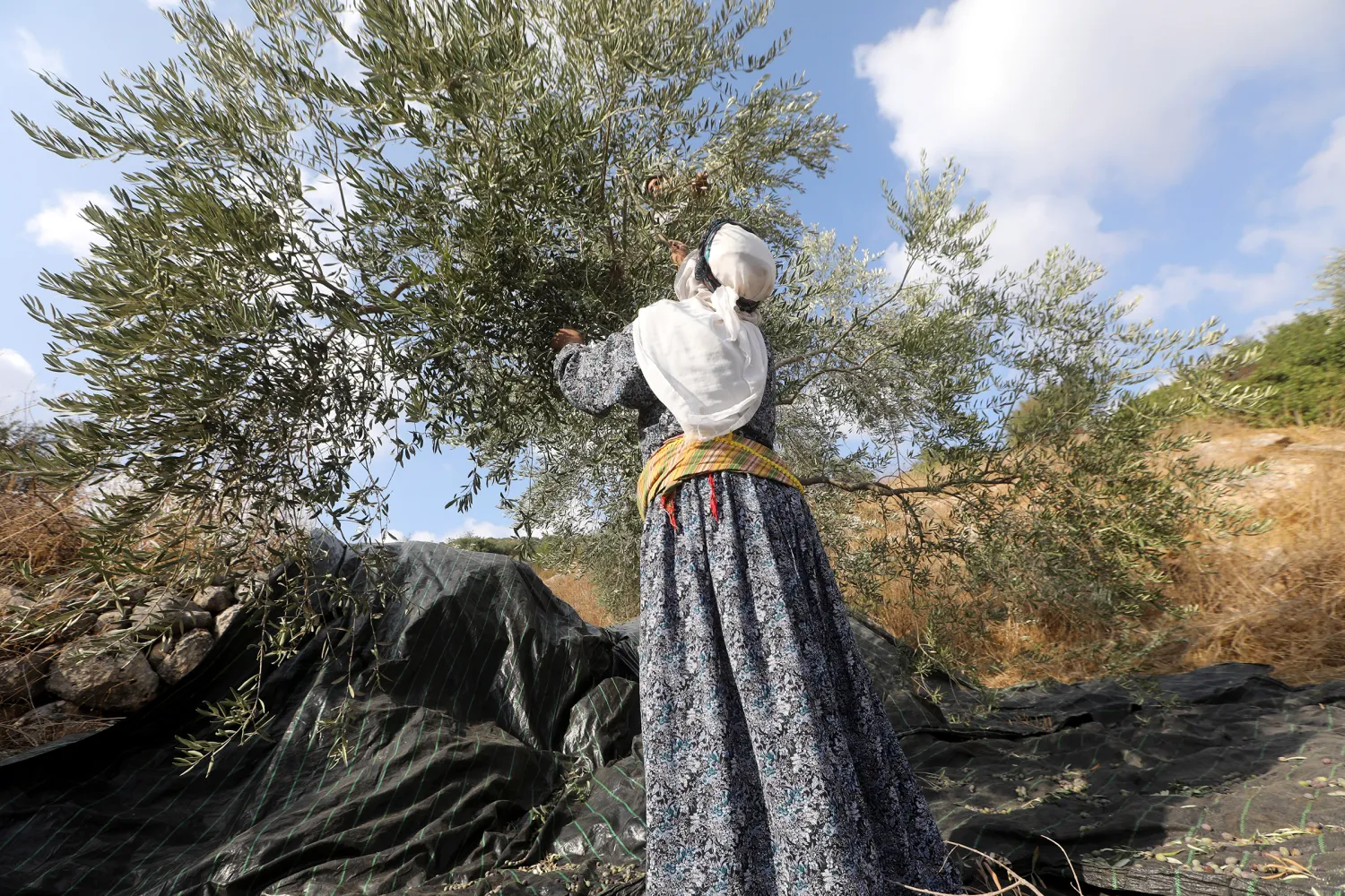 A Palestinian farmer collects olives in an olive grove on the outskirts of the West Bank village of Raba, near the city of Jenin, on Oct. 19, 2019. Alaa Badarneh (EPA)

 
