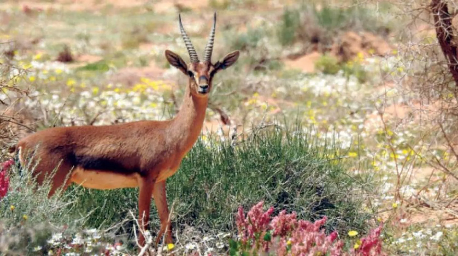 The vegetation that the Gazelles need in order to survive has been re-established.