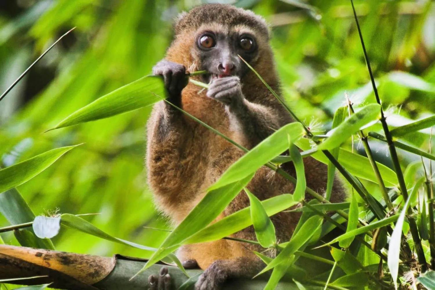 This 2019 photo provided by Noel Rowe and Centre ValBio shows a golden bamboo lemur in Madagascar. Conservation isn't work that can simply be dropped for a while, then picked up again, "because it depends so much on relationships with people and local communities," said Patricia Wright, a biologist at Stony Brook University who has spent three decades building a program to protect Madagascar's lemurs, big-eyed primates that live only on the island. (Noel Rowe/Centre ValBio via AP)