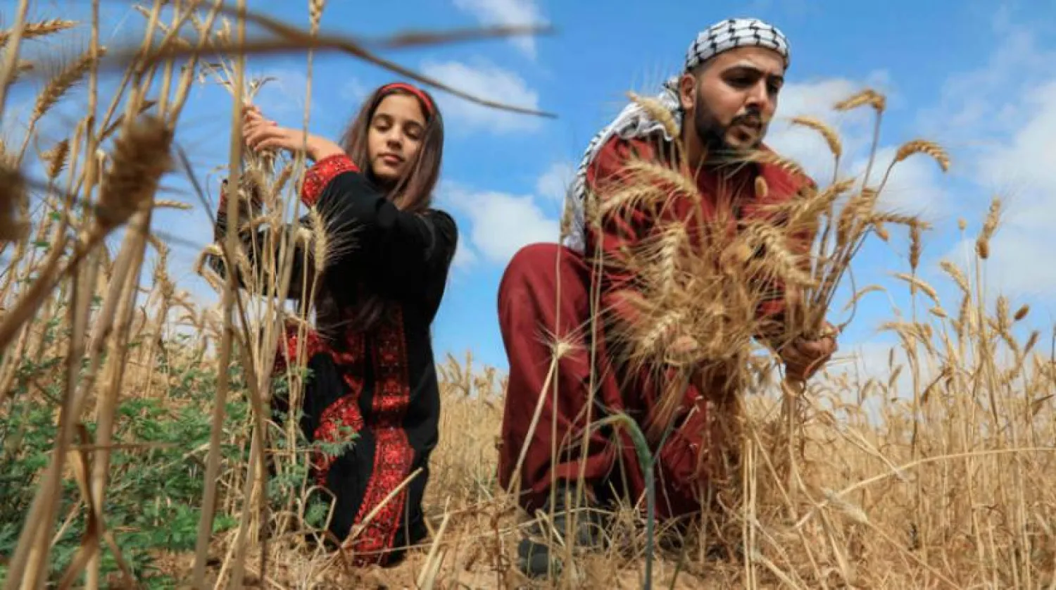 Palestinian volunteers helped farmers harvest wheat in Khan Yunis yesterday (AFP)
