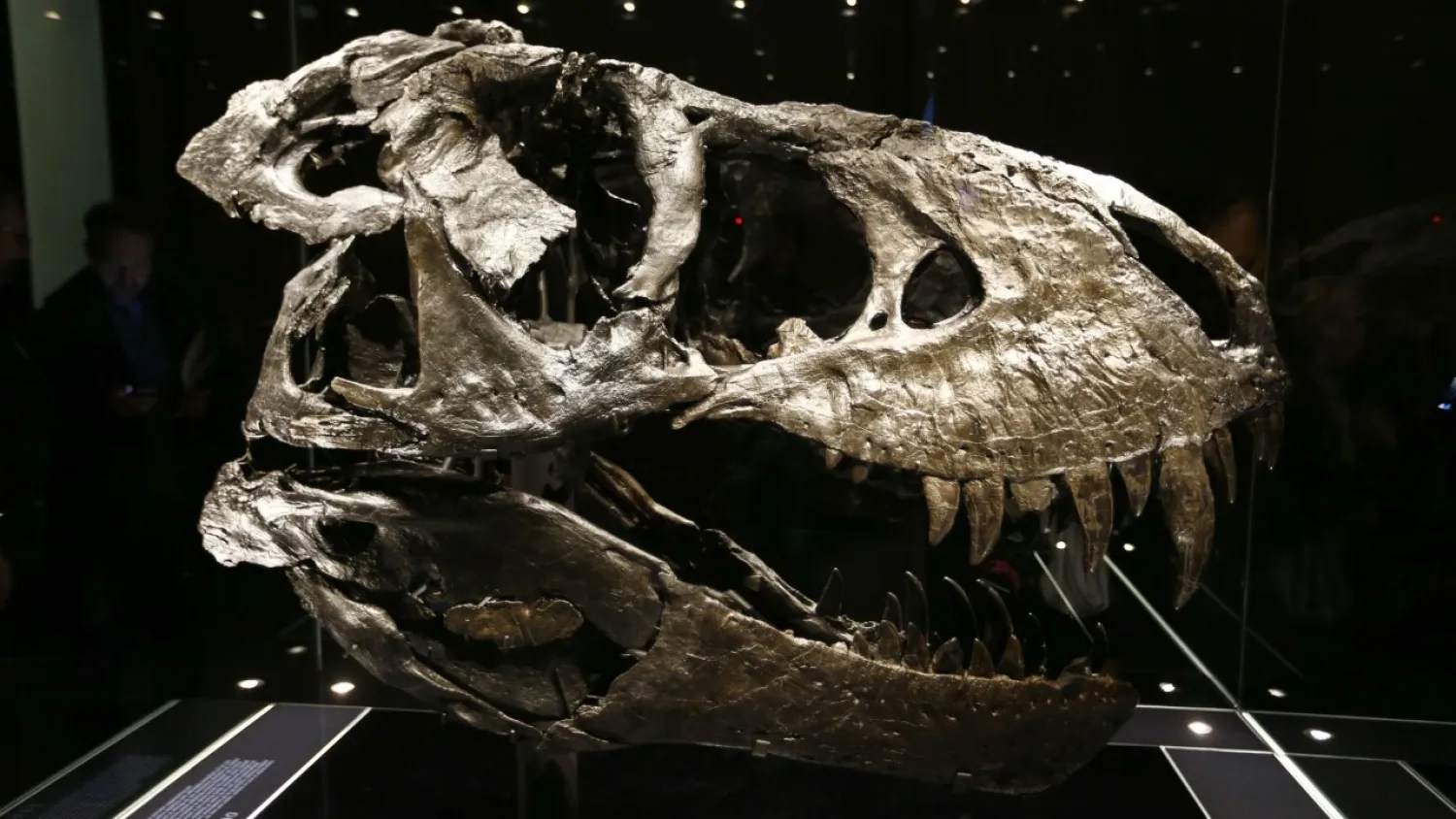The original skull of a Tyrannosaurus rex skeleton is shown at the Natural History Museum in Berlin, Germany December 16, 2015. (REUTERS/Pawel Kopczynski)