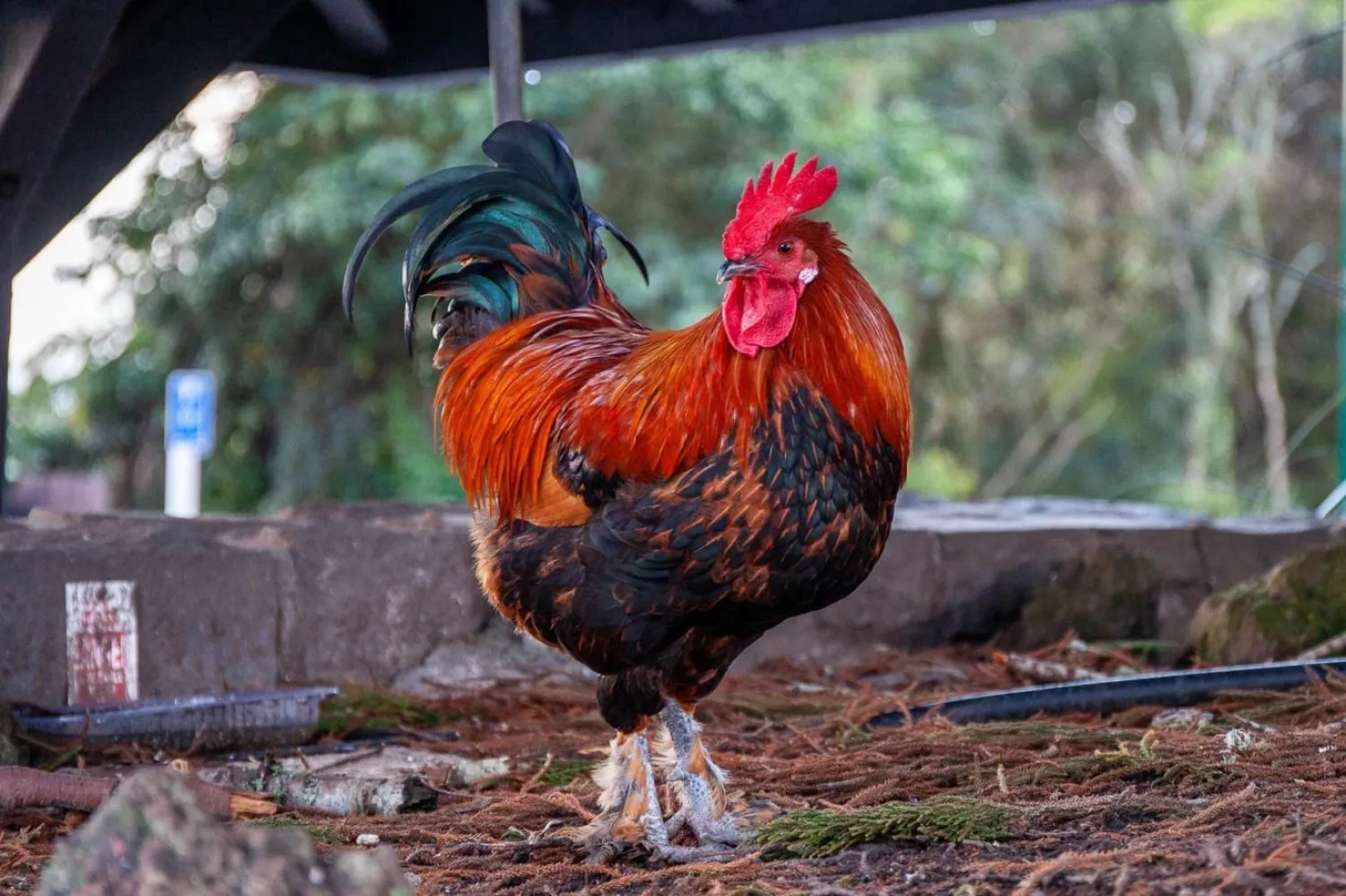 Yeni Zelanda'daki köyde sayıları 20 ile 30 arasındaki vahşi tavuklar sorun yaratıyor (Greg Presland)

