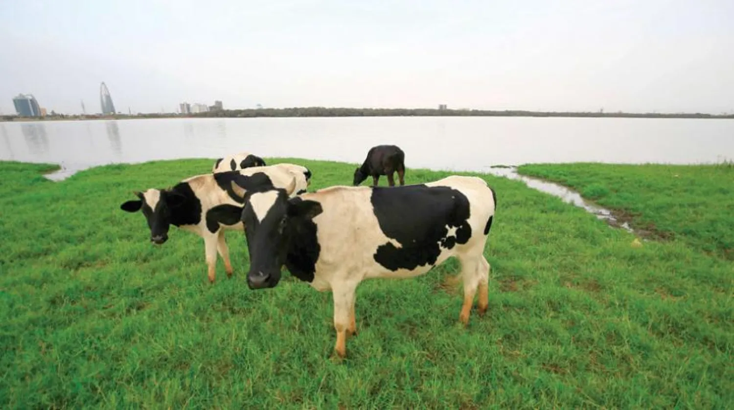 Sudan exports livestock and slaughtered meat, as it owns the most fertile lands in the region. AFP