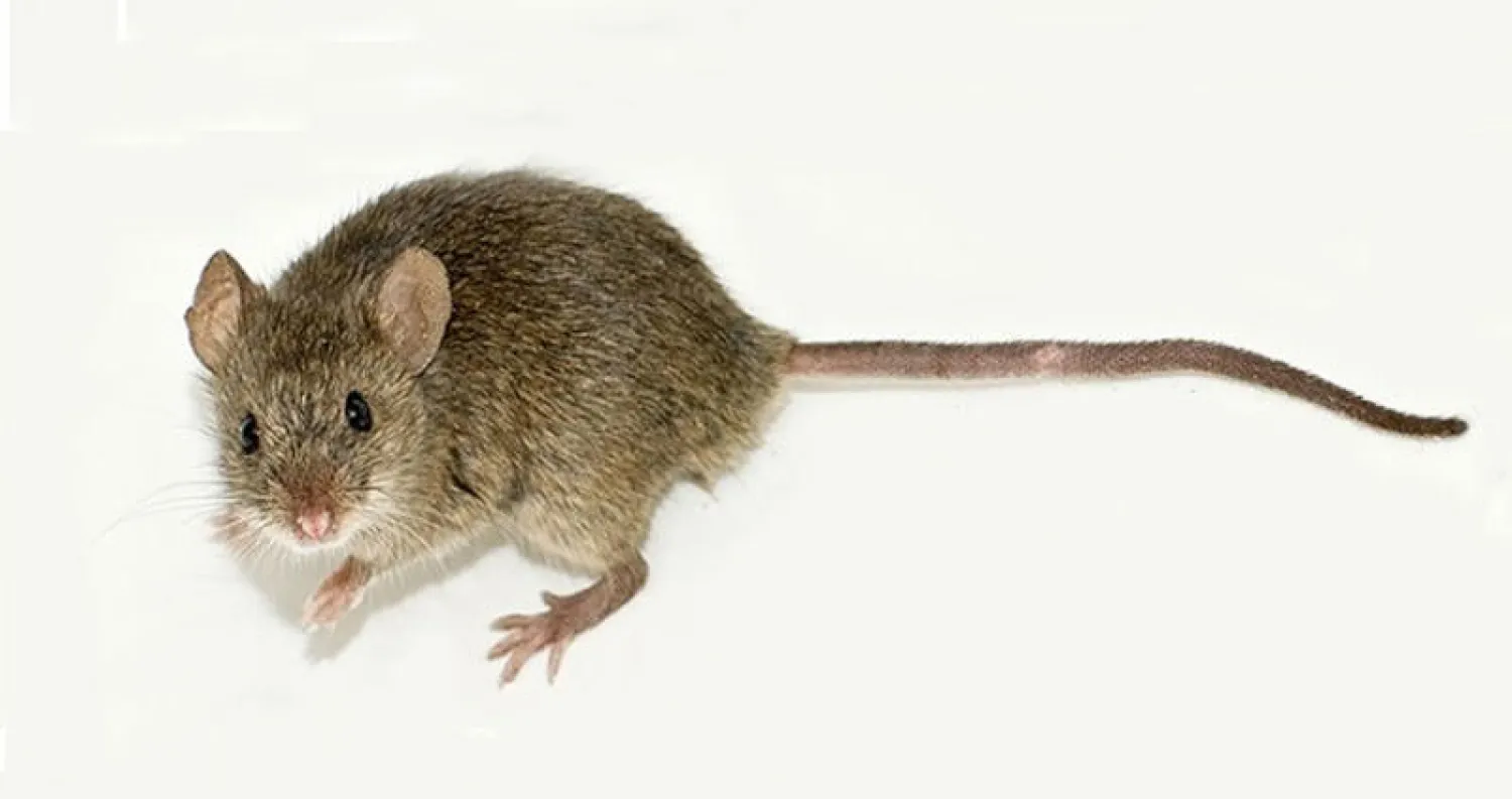 فئران تستطيع التعرف  على روائح صناعية