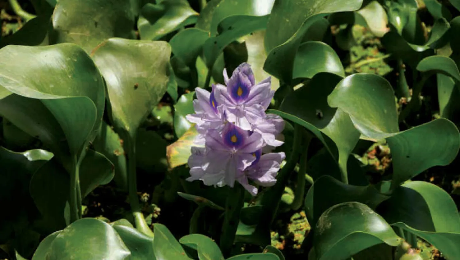 نبتة «زهرة النيل» (أ.ف.ب)