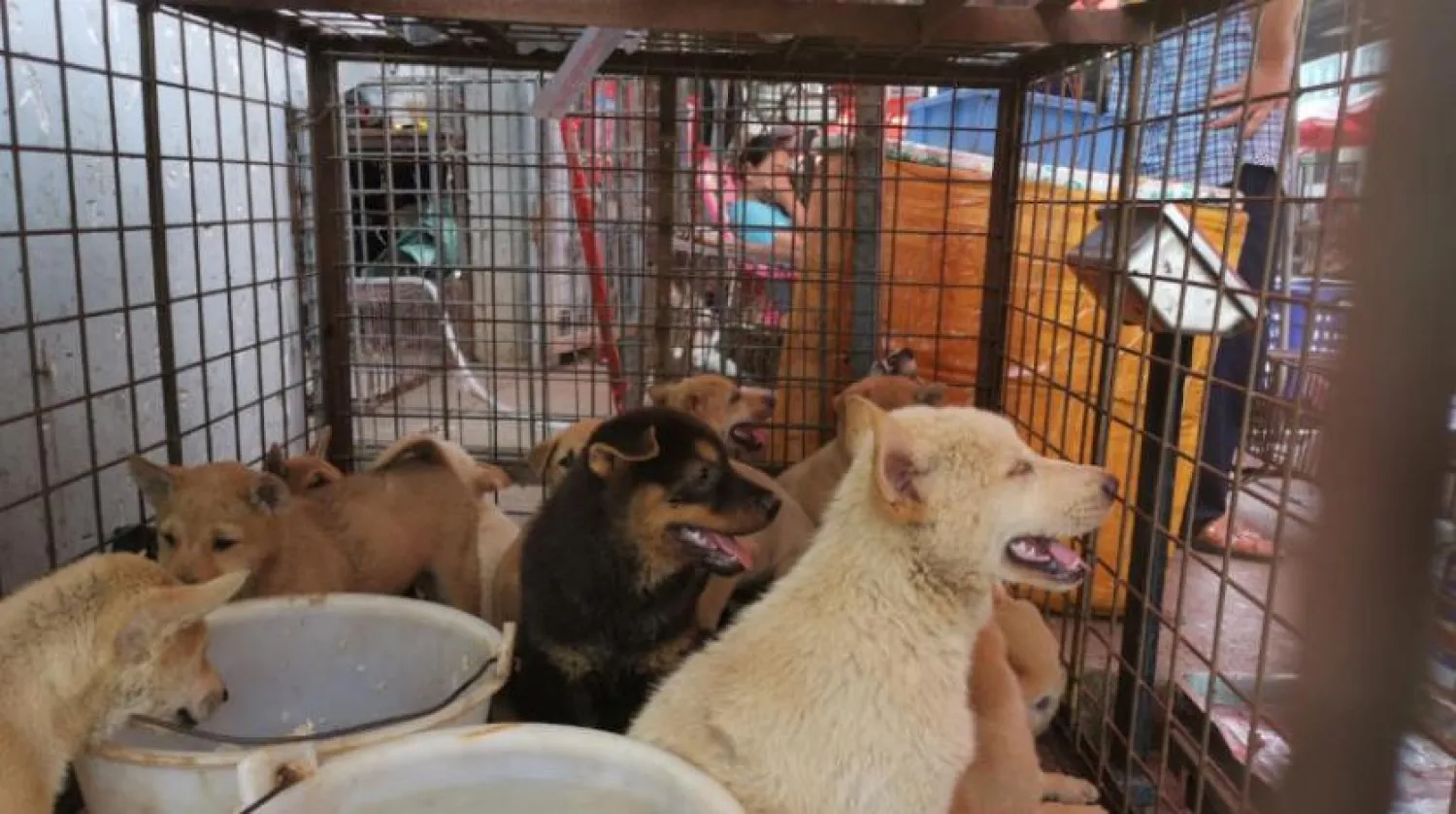 Güneybatı Çin'de Yulin City'de bir pazarda kafeslerde köpekler (Reuters)